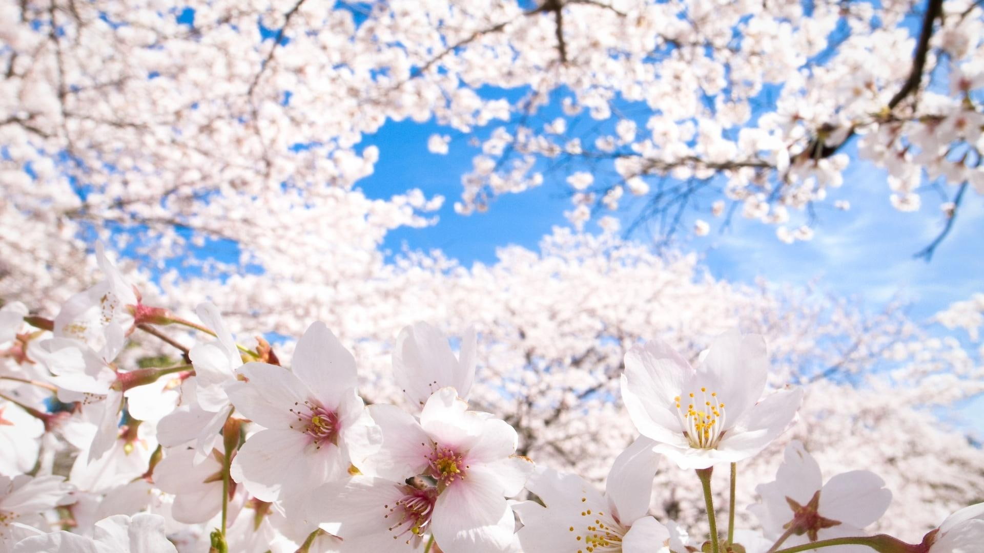 beautiful, abstract, cherry, 3d and abstract, sakura, digital, blossoms, 1080P, HD Wallpaper