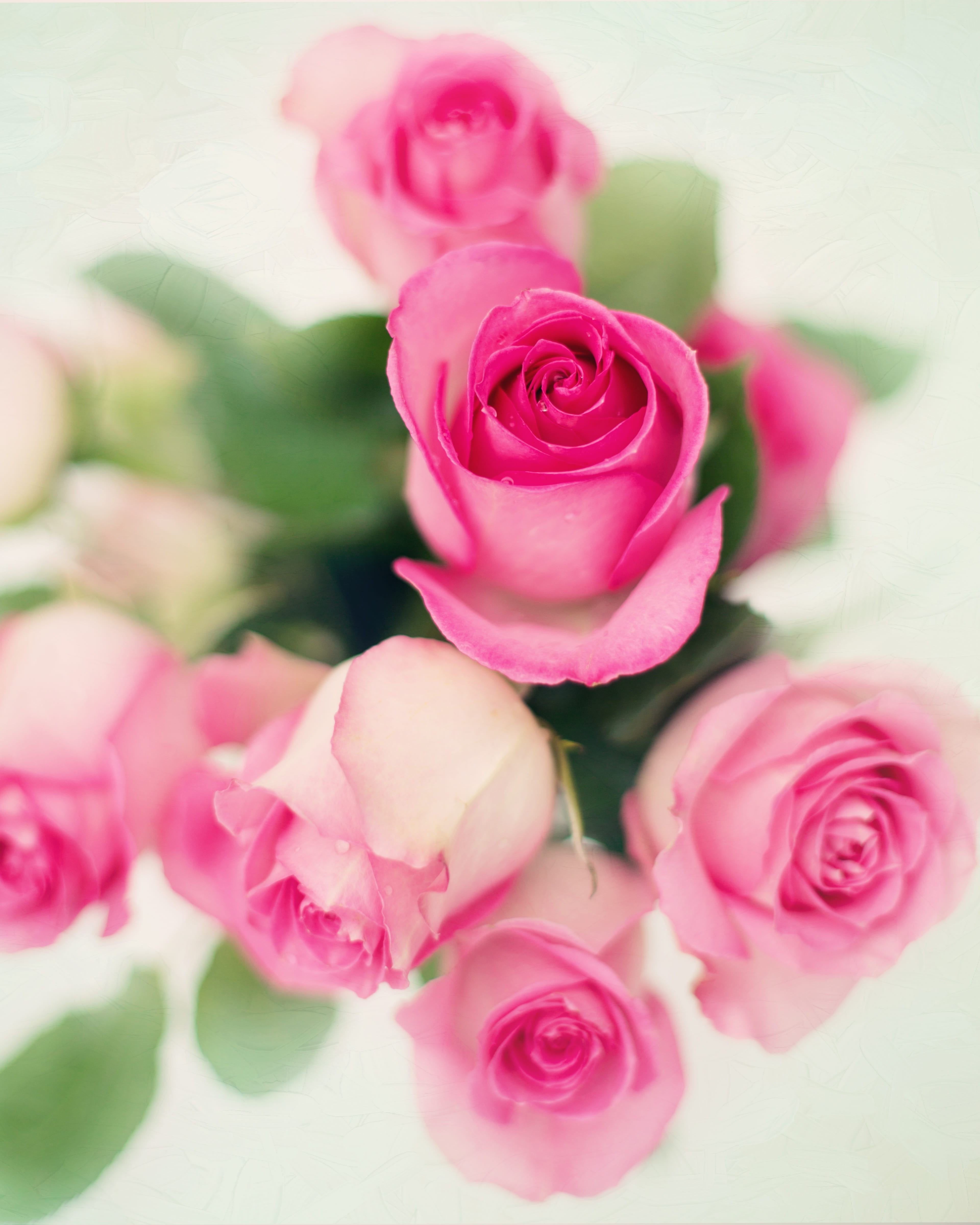 flowering plant, beauty in nature, valentine, elegant, 4K, blossom, pink color, bud, roses, romance, no people, birthday, plant, bloom, close-up, flower arrangement, Phone HD Wallpaper