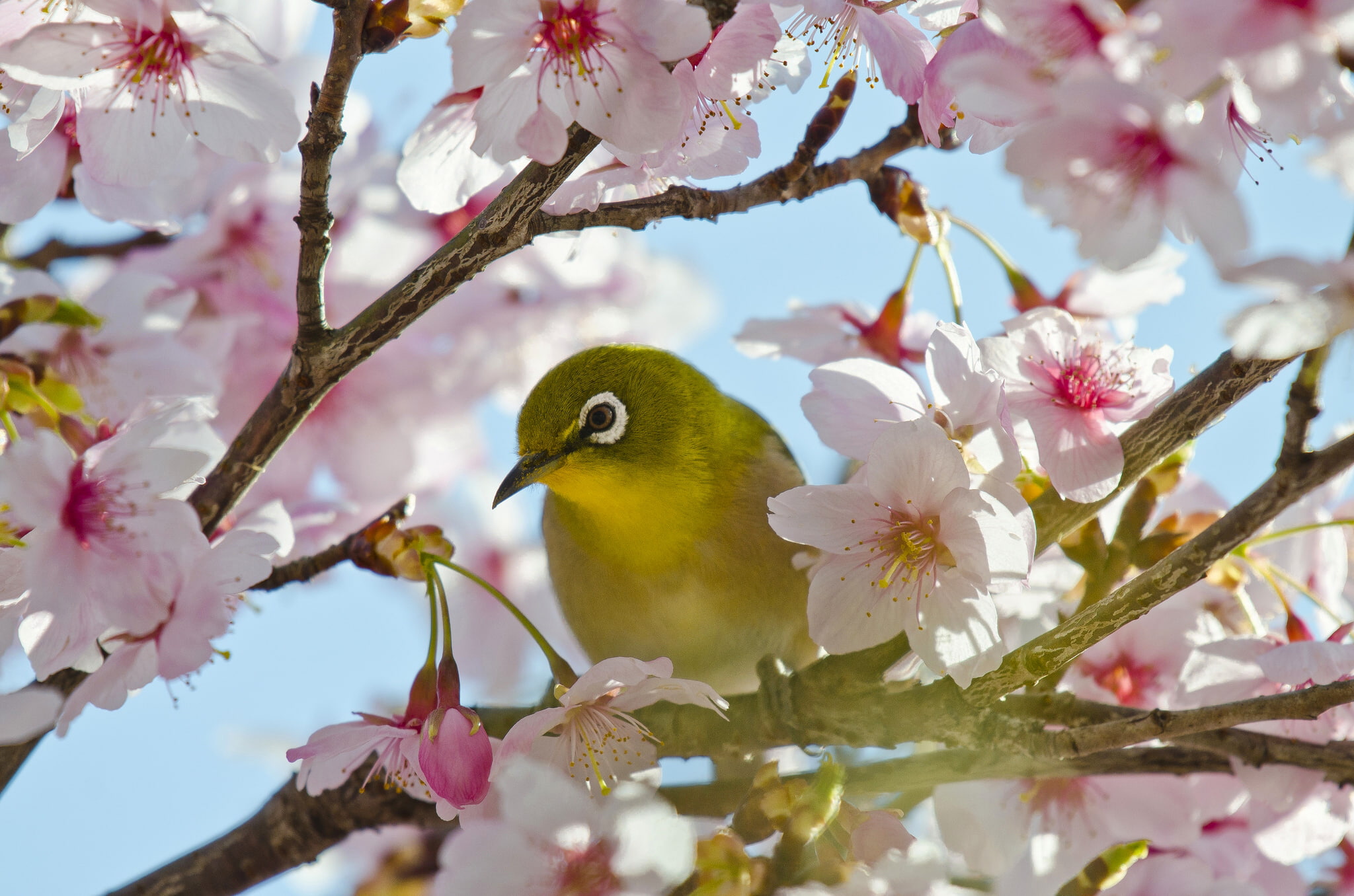 Japanese white-eye, bird, 1080P, branches, flowers, Sakura, cherry, flowering, HD Wallpaper