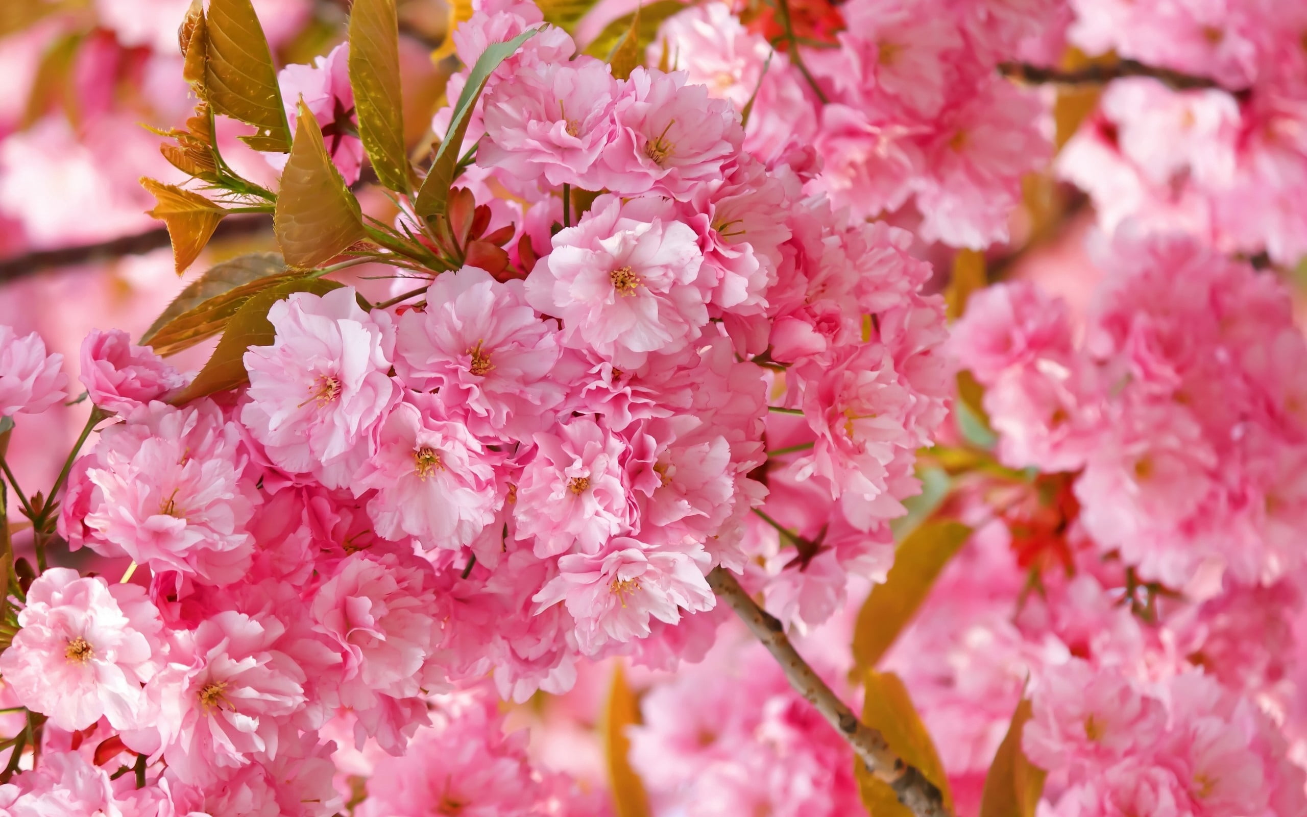 leaf, cherry, summer, fragility, pollen, outdoors, branch, blossoming, beauty In Nature, pink, nature, pink Color, flower Head, cherry tree, petals, cherry Blossom, HD Wallpaper