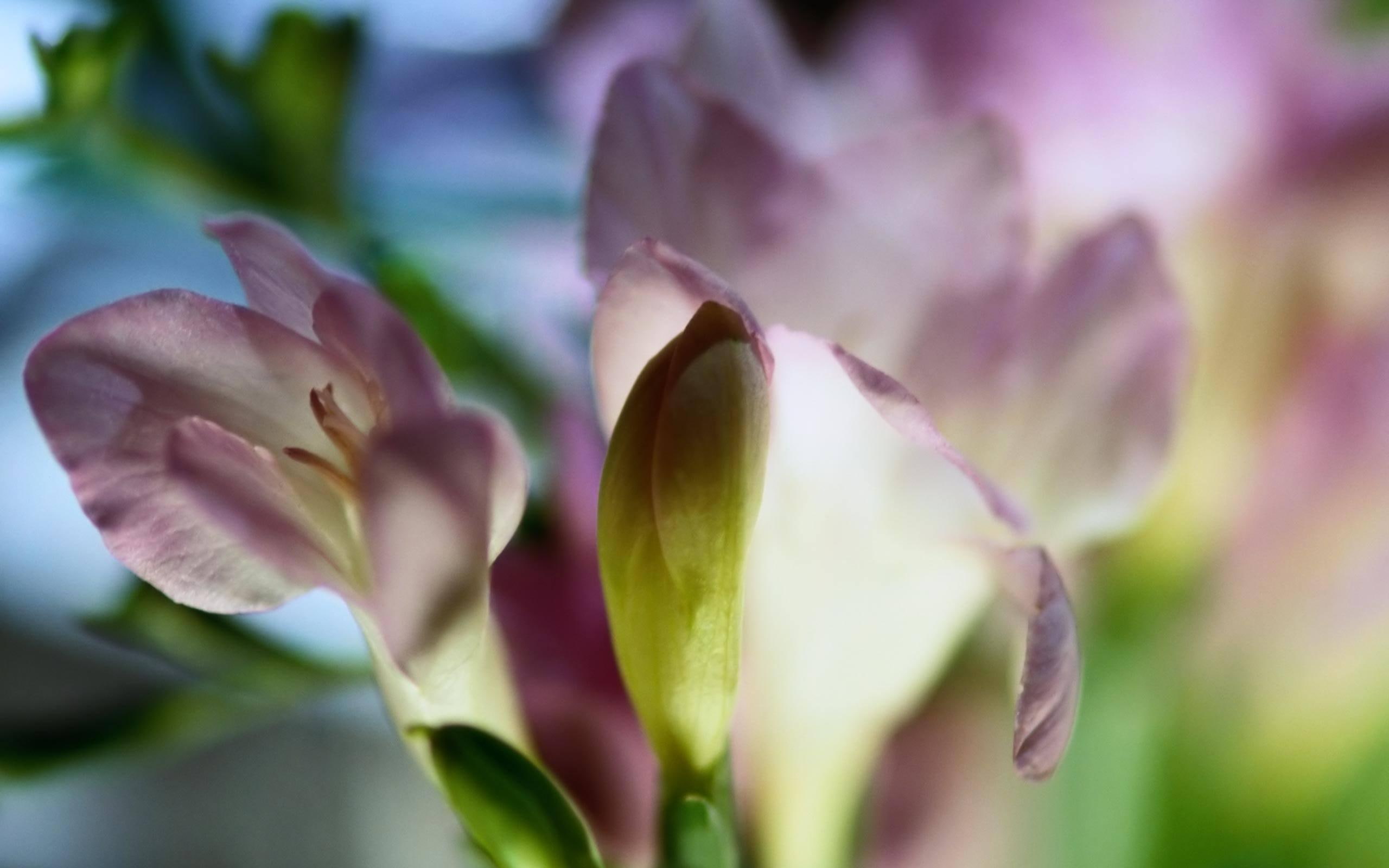 nature, 2K, flower, fressia, spring time, inflorescense, 3d and abstract, HD Wallpaper