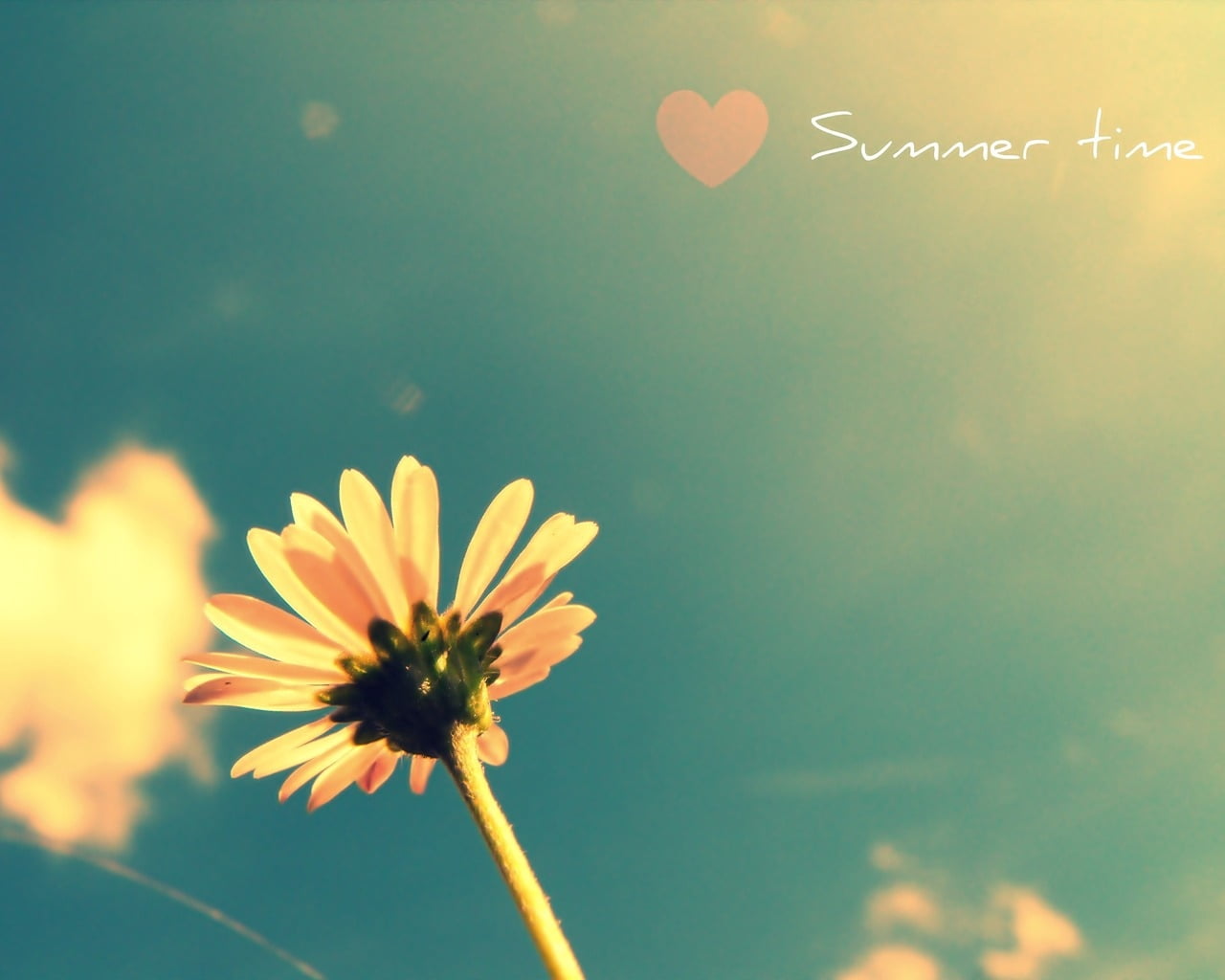 flower Head, freshness, season, fragility, sunlight, daisy, plant, formal Garden, 720P, summer time, beauty In Nature, no People, outdoors, green Color, HD Wallpaper