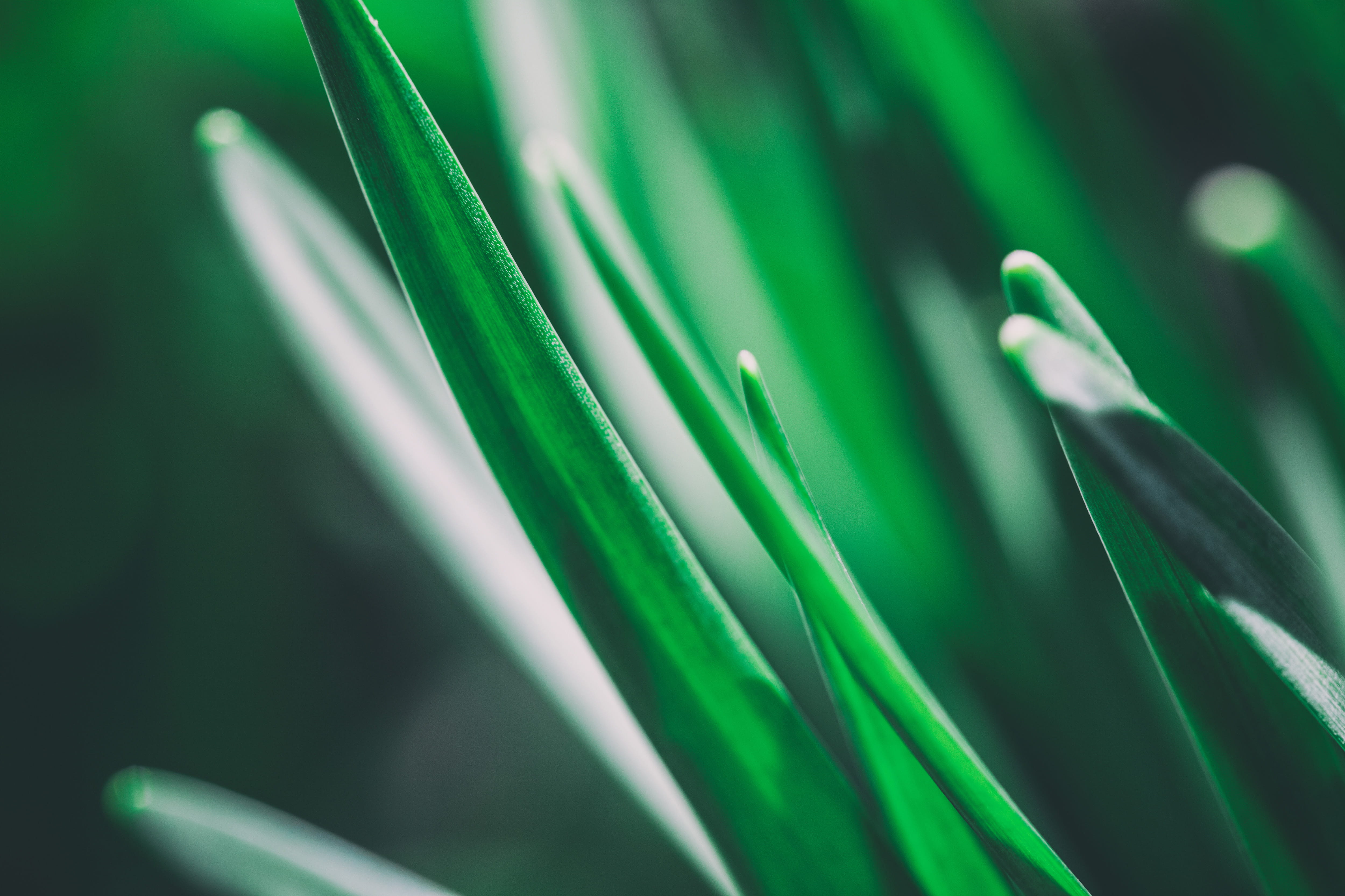shoots, day, nature, dew, green plant, flowers, sunlight, springtime, outdoors, botany, plant part, close-up, flower, plants, sunshine, no People, green Color, HD Wallpaper