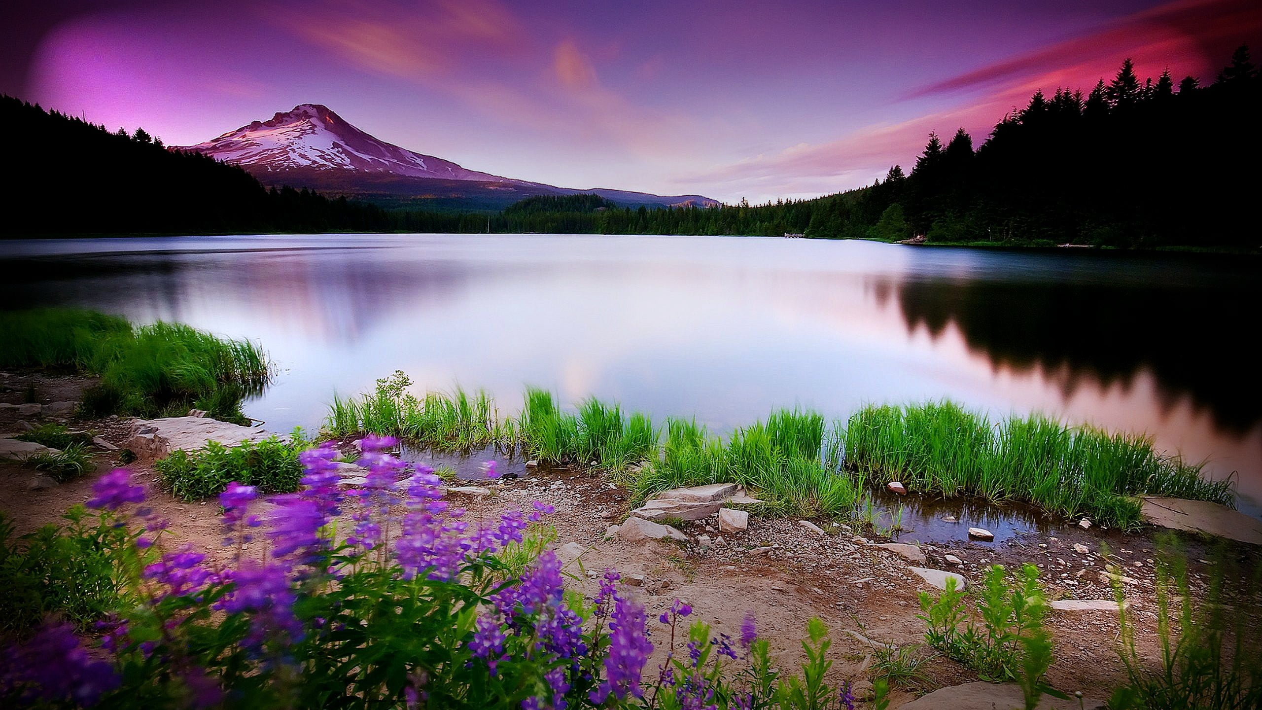 forest, flowers, nature, dome, flower, 2K, surrounded, tree, water, landscape, purple flower, scenics, beauty In Nature, sky, spring  lake, body of water, HD Wallpaper