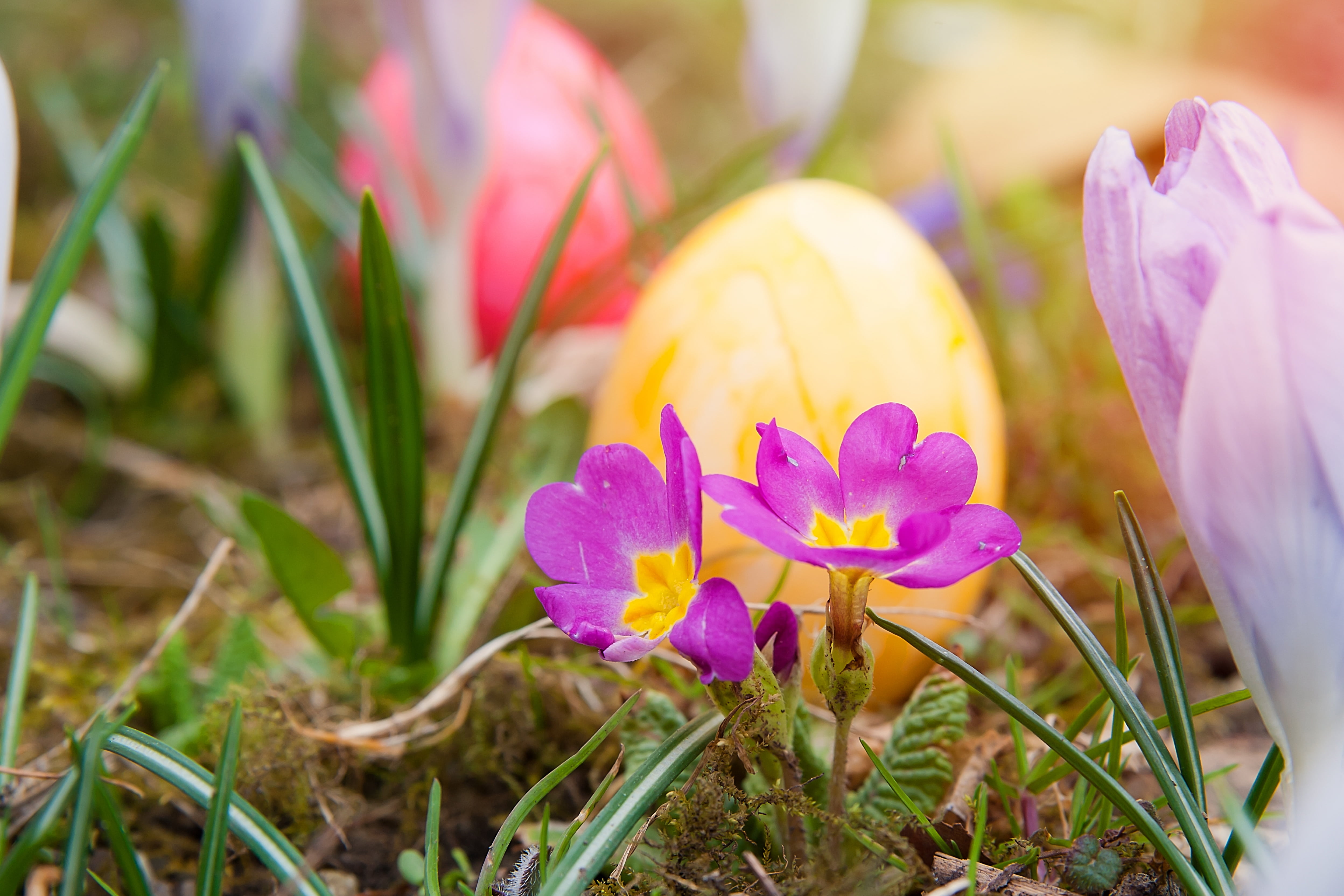 sunshine, vulnerability, hidden, leaf, easter, color, pollen, flowerbed, nature, growth, springtime, petaled, inflorescence, purple, plant, meadow, fragility, HD Wallpaper