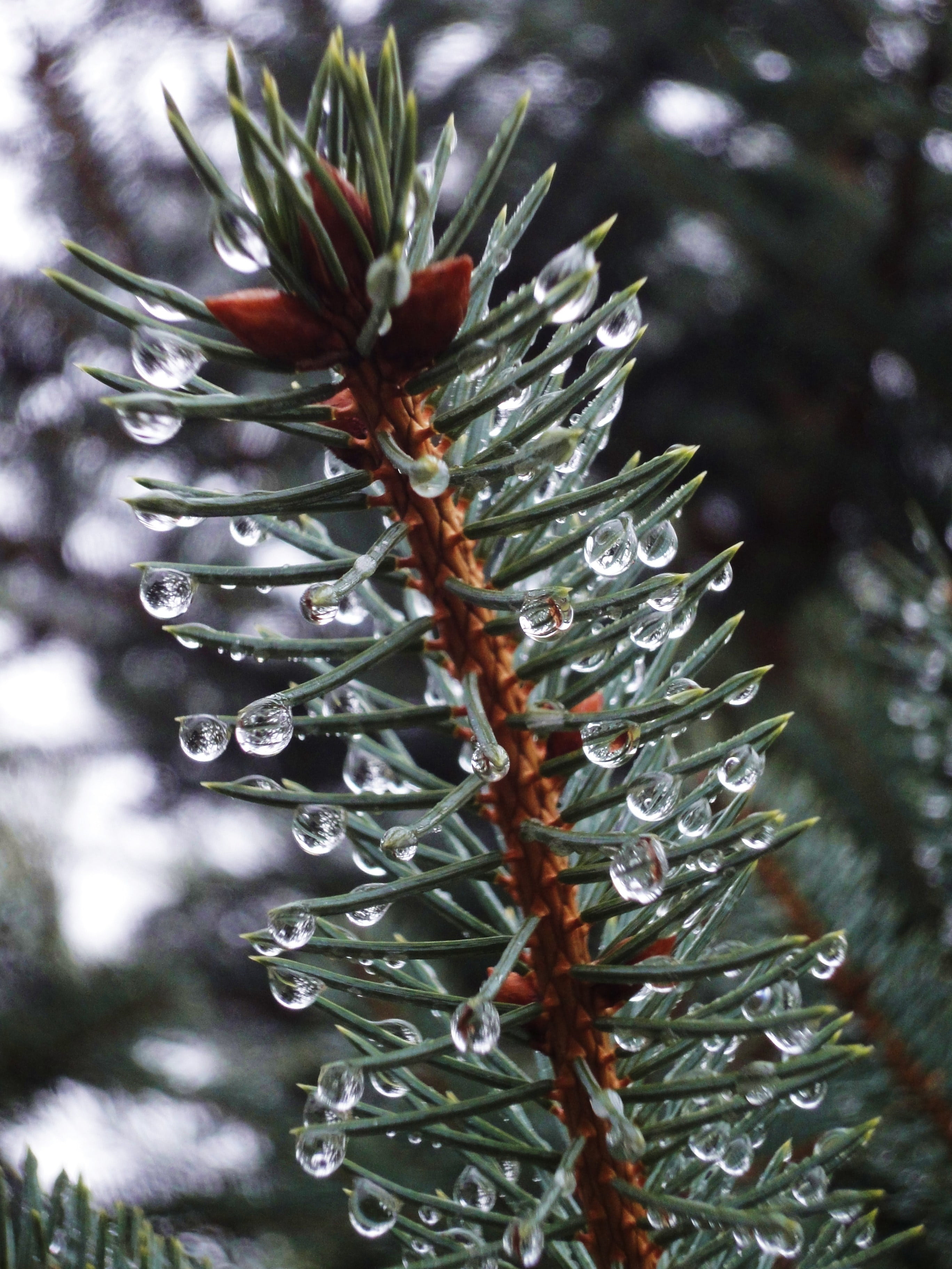 flora, leaf, branch, rainy season, coniferous Tree, spruce Tree, 2K, needle - Plant Part, growth, beauty in nature, conifer, focus on foreground, wet, Phone HD Wallpaper