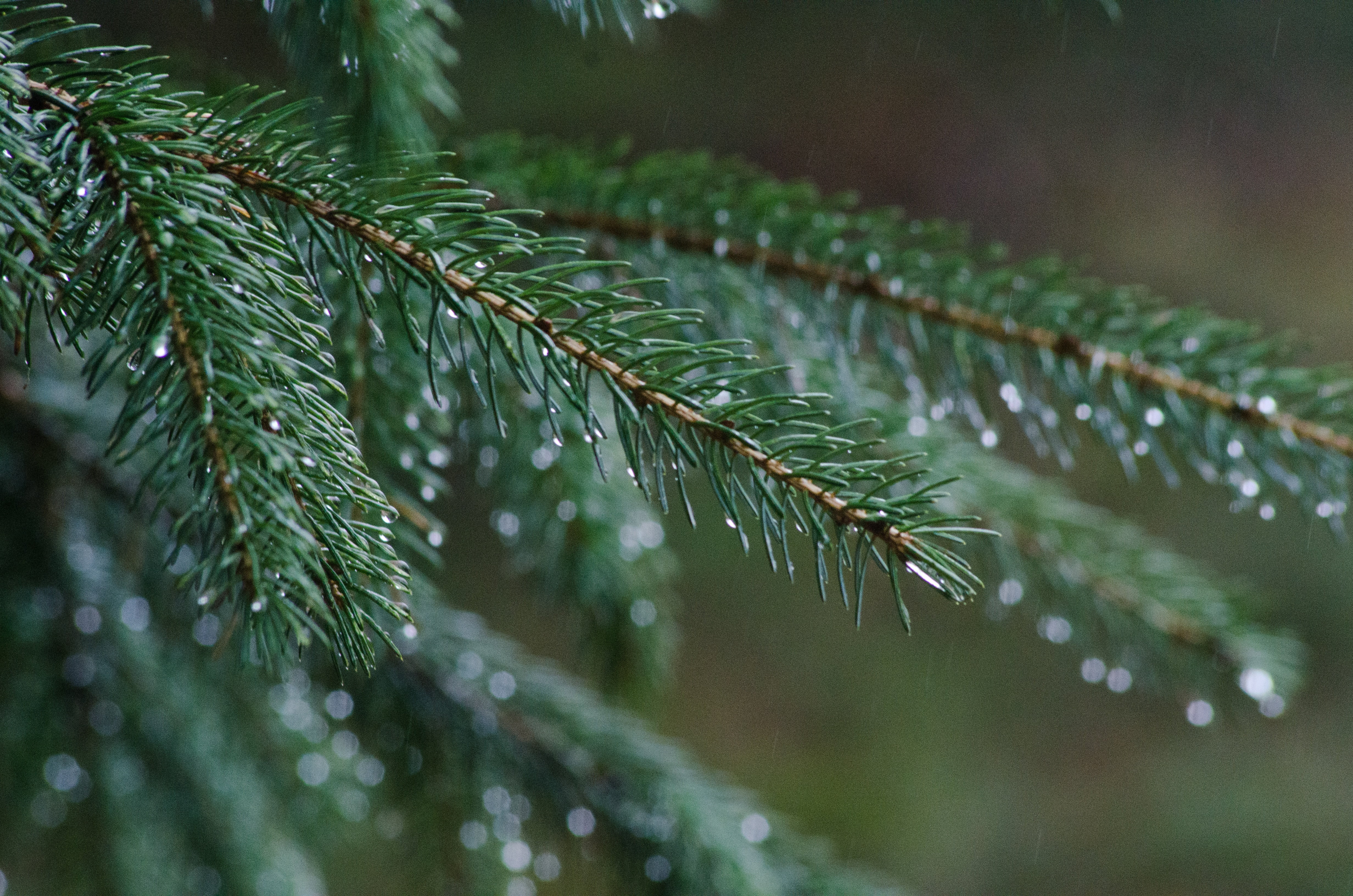 branch, dew, season, pine Tree, outdoors, focus on foreground, needle - Plant Part, drop, close-up, fir Tree, no people, spruce Tree, pine, plant, beauty in nature, HD Wallpaper