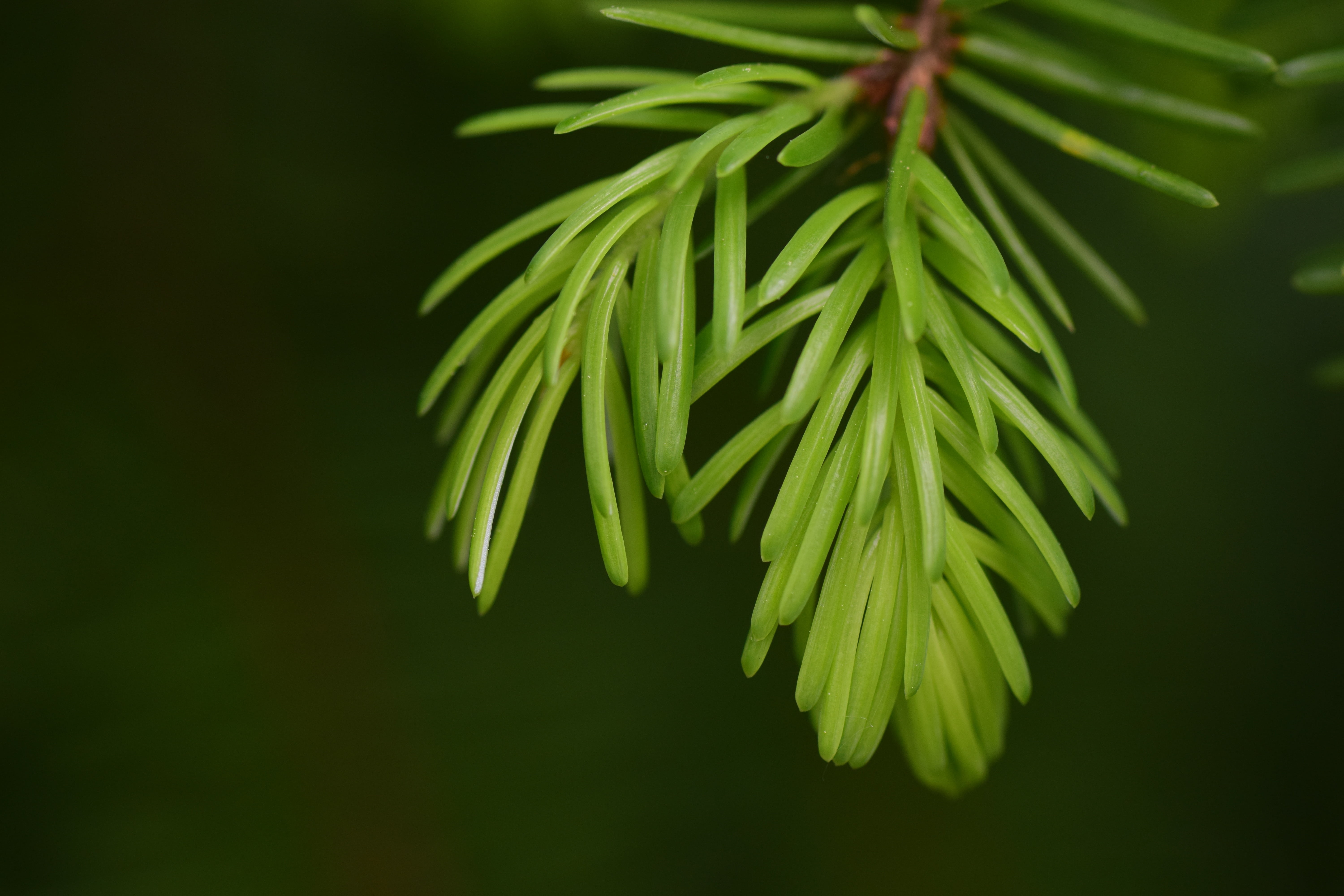selective focus, outdoors, nature, coniferous tree, beauty in nature, close, plant part, growth, day, tree, light green, tranquility, plant, forest, close-up, HD Wallpaper