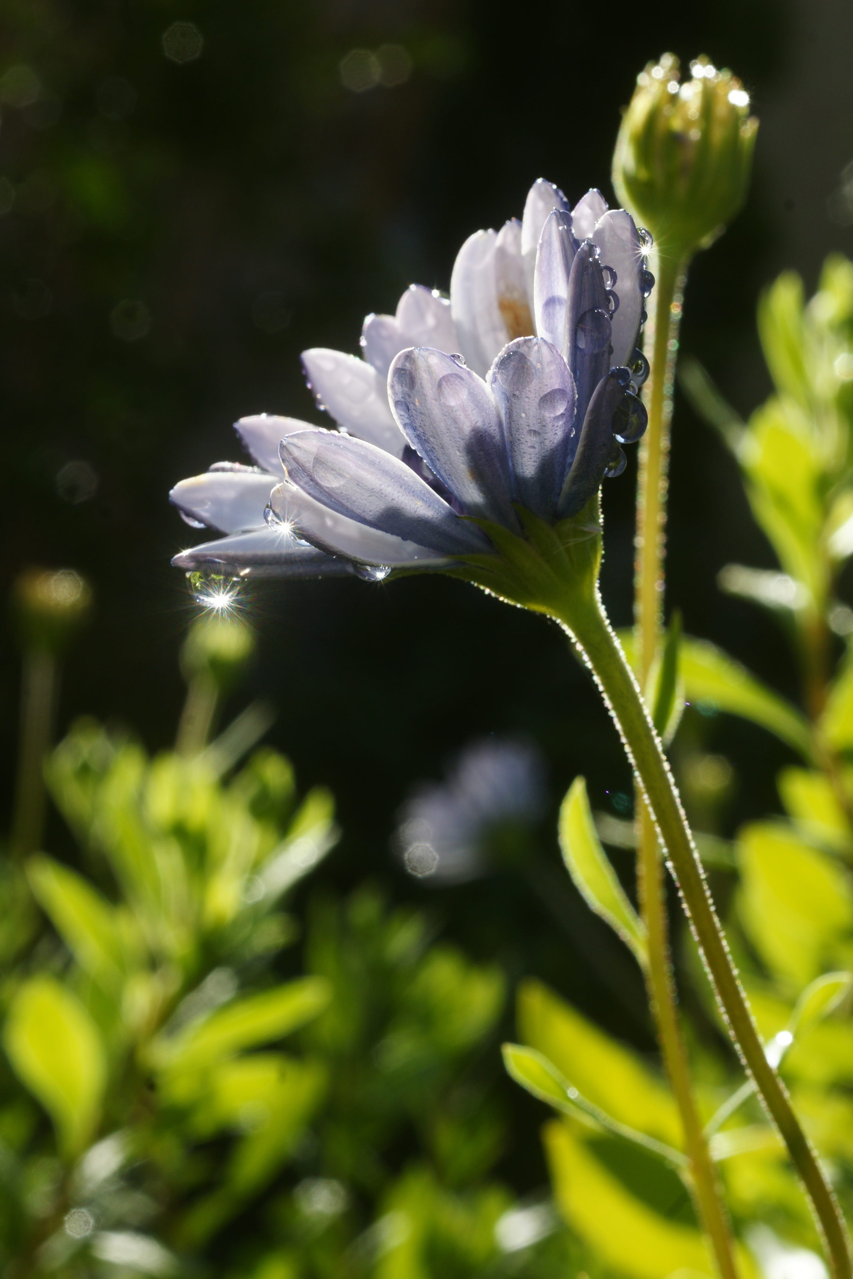close-up, flowering plant, drops, outdoors, fresh, foliage, greenery, plant stem, drop, vulnerability, growth, focus on foreground, flower bud, no people, Phone HD Wallpaper