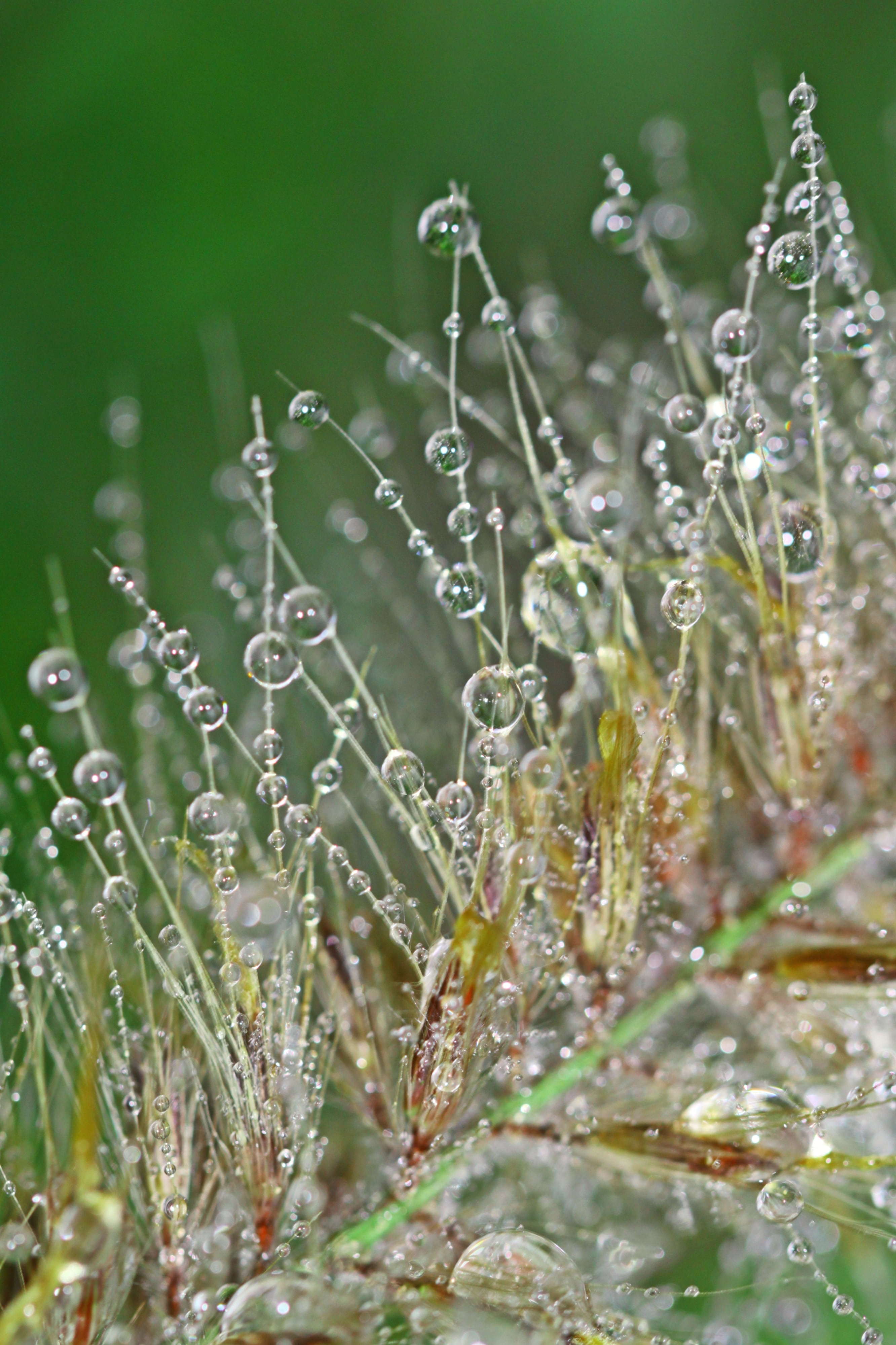 plant, sparkle, no people, freshness, plant macro, raindrop, droplets, dewdrop, dew, flowering plant, vulnerability, close, 4K, flora, selective focus, Phone HD Wallpaper
