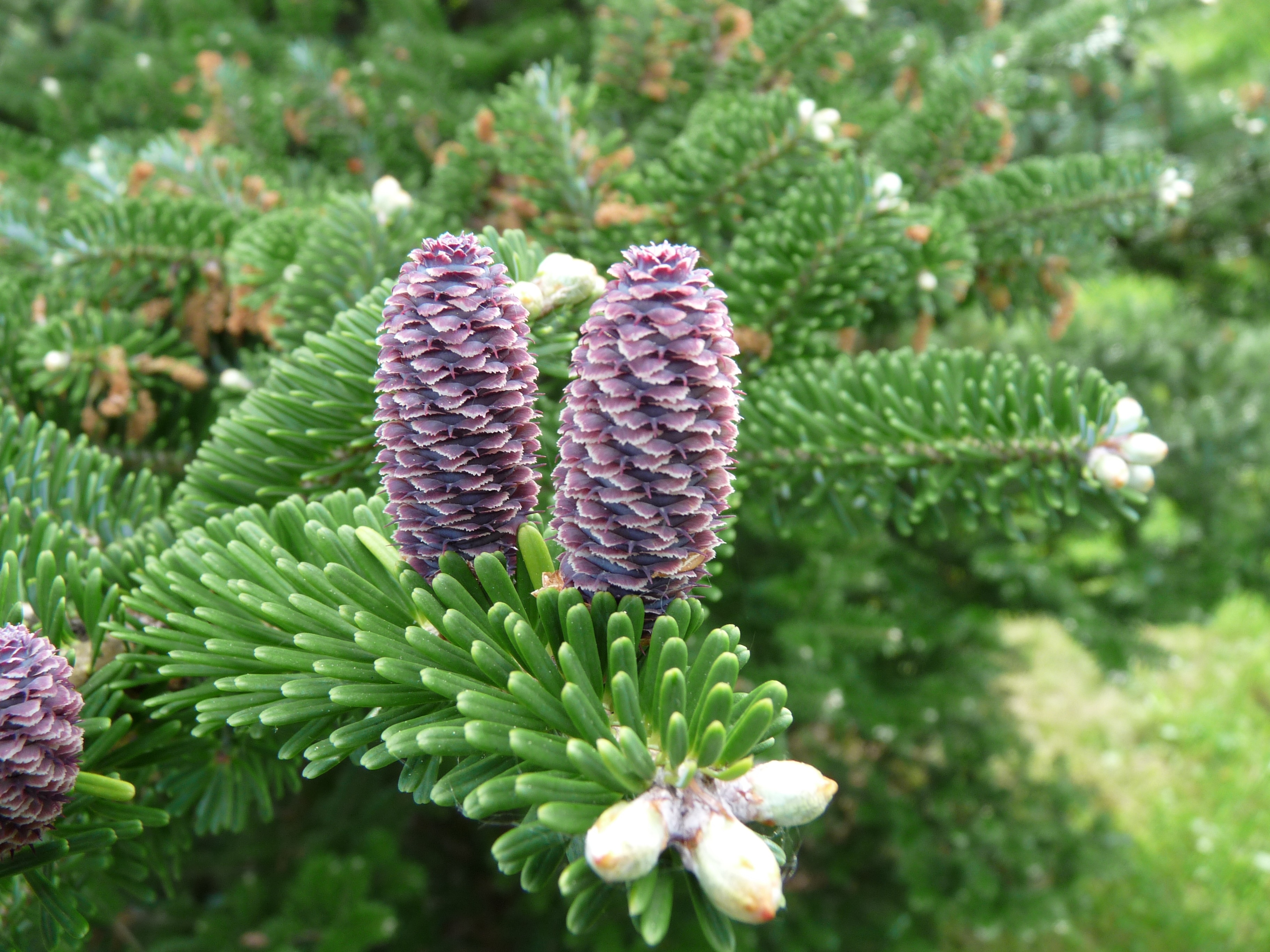 2K, korea fir, flower, tap immaturity, plant, fir, fragility, abies koreana, needle branch, vulnerability, growth, coniferous tree, selective focus, close-up, HD Wallpaper