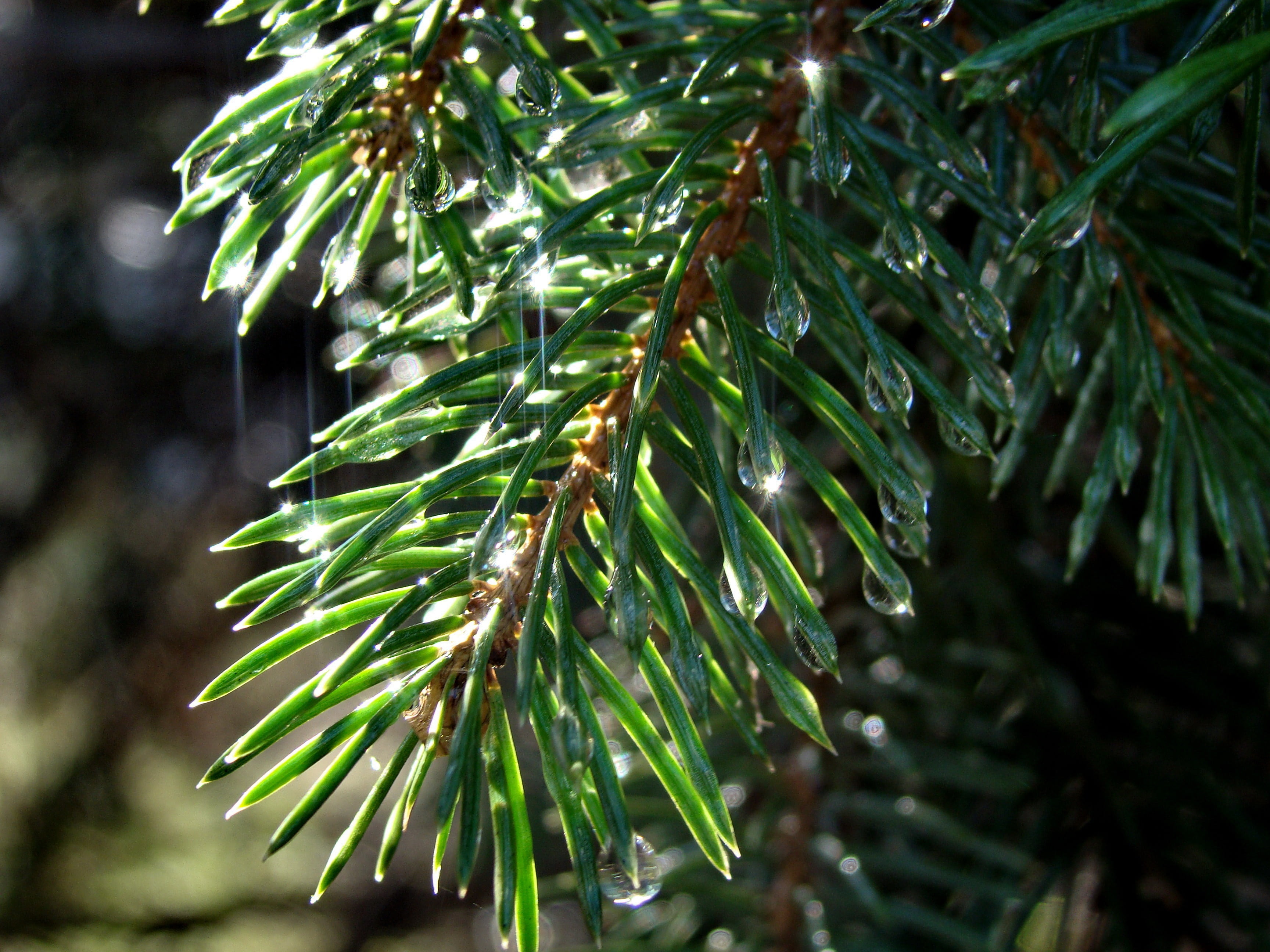 growth, raindrop, plant part, bright, leaf, christmas, needle - Plant Part, drops, green Color, day, raindrops, rain, spring, coniferous Tree, forest, plant, HD Wallpaper