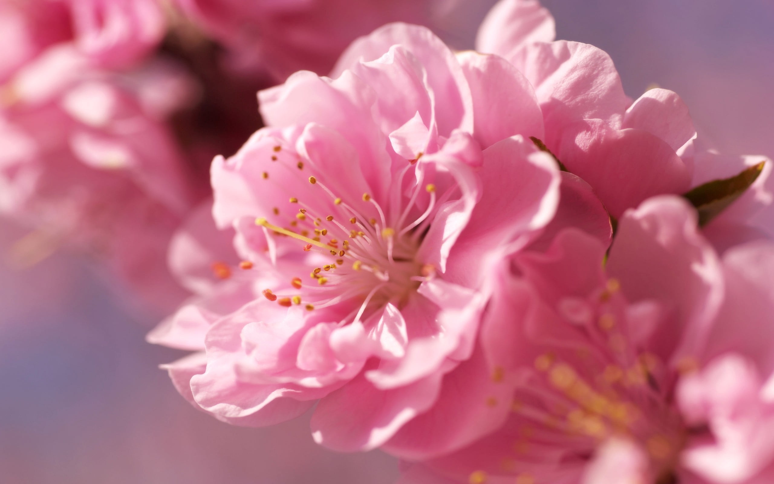 close-up, cherry, branch, botany, bud, backgrounds, flowering plant, pollen, freshness, nature, blossom, flower Head, growth, flower, single Flower, plant, HD Wallpaper