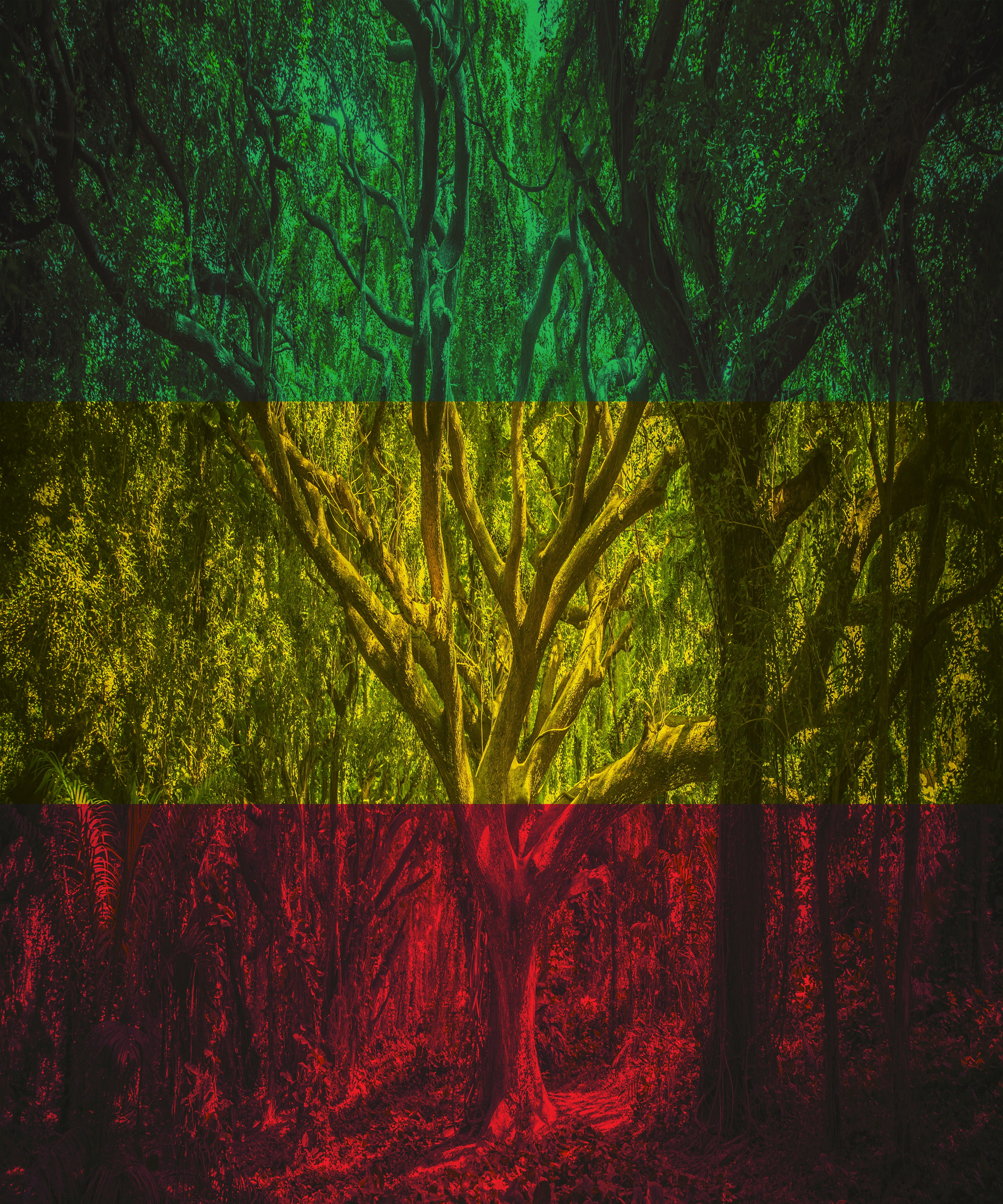 foliage, rastaman, scenics - nature, land, tranquil scene, beauty in nature, lush foliage, green color, tree, nature, red, auto post production filter, Phone HD Wallpaper