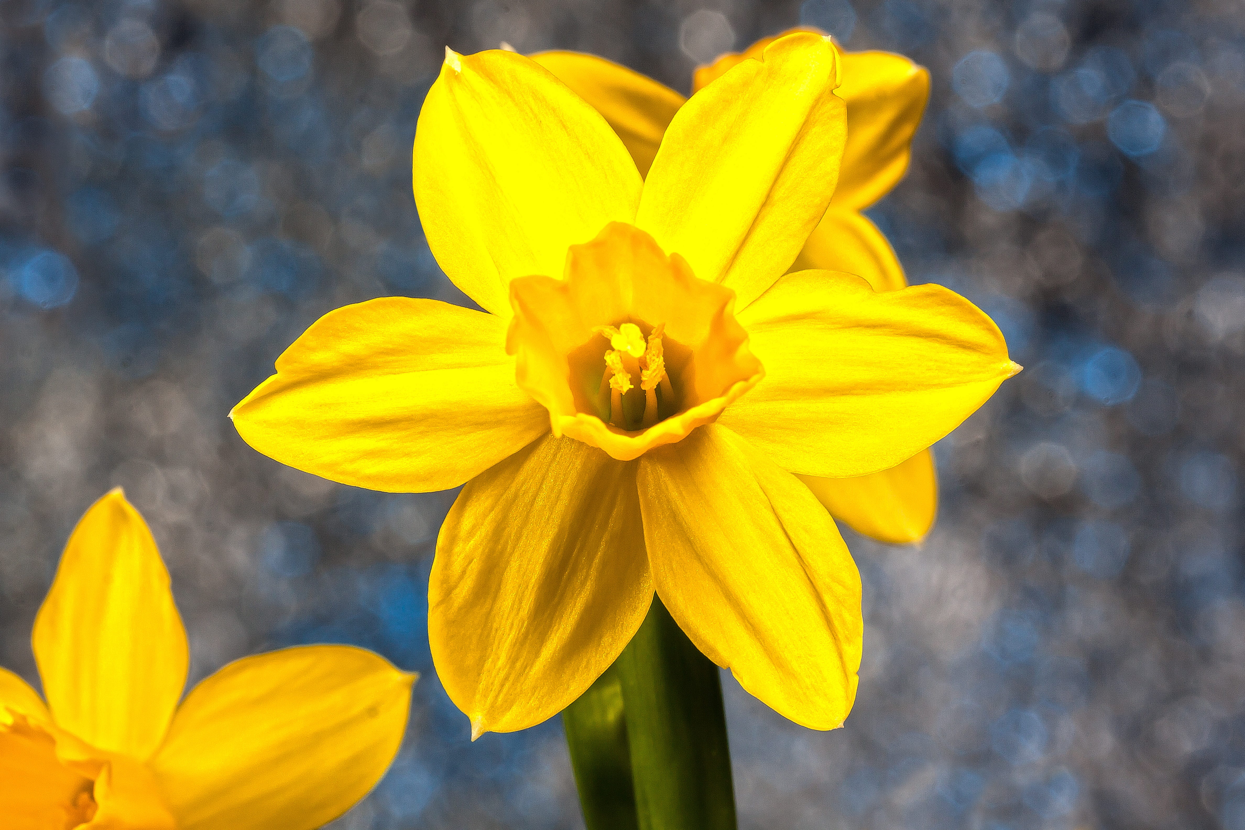 petal, flowering plant, pollen, beauty in nature, amaryllis plant, fragility, daffodil, no people, bloom, vulnerability, nature, close-up, plant, 4K, day, HD Wallpaper