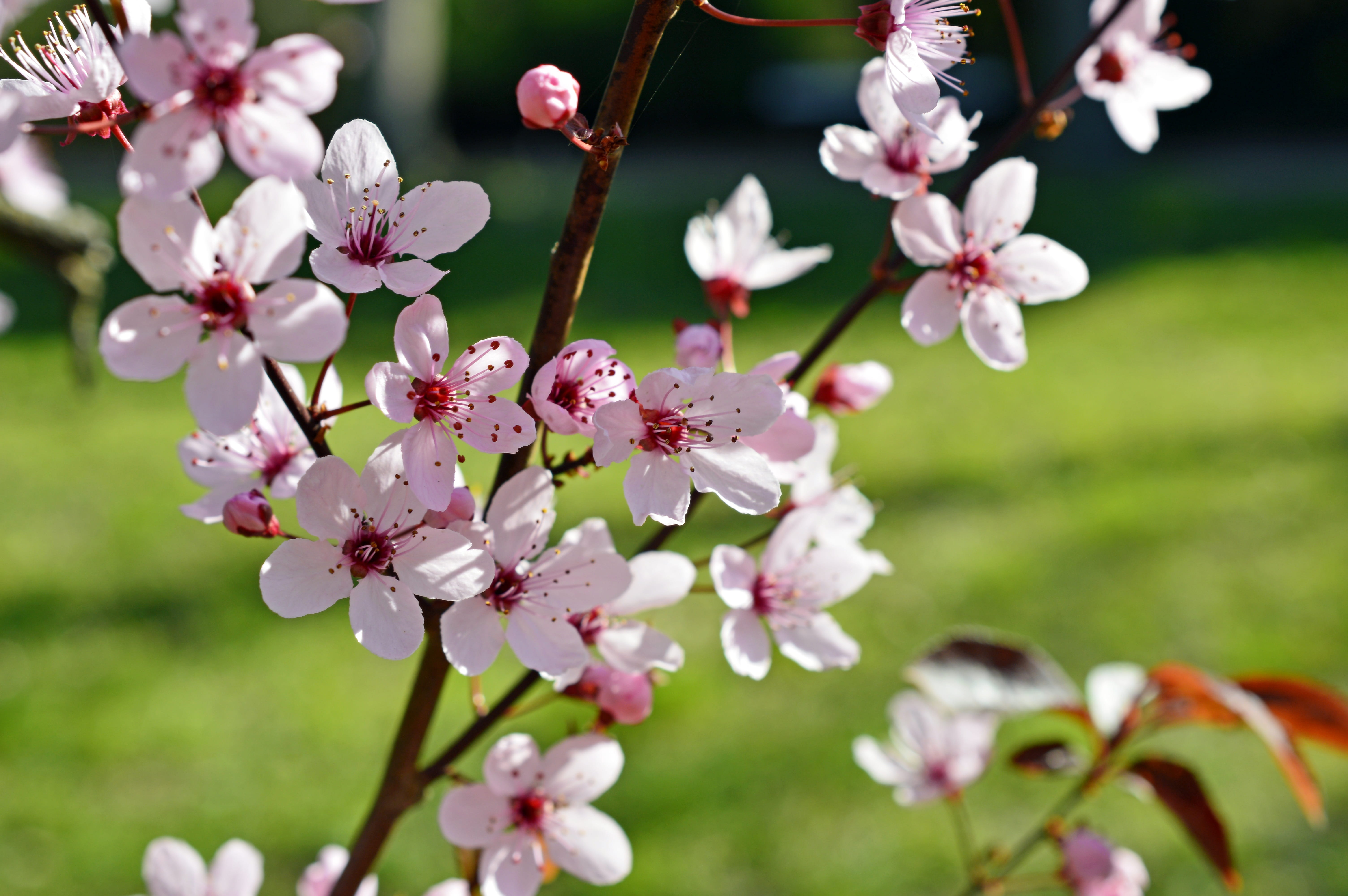 growth, cherry tree, cherry blossom, no people, fragility, petal, focus on foreground, pink, vulnerability, beauty in nature, blossom, plant, outdoors, HD Wallpaper