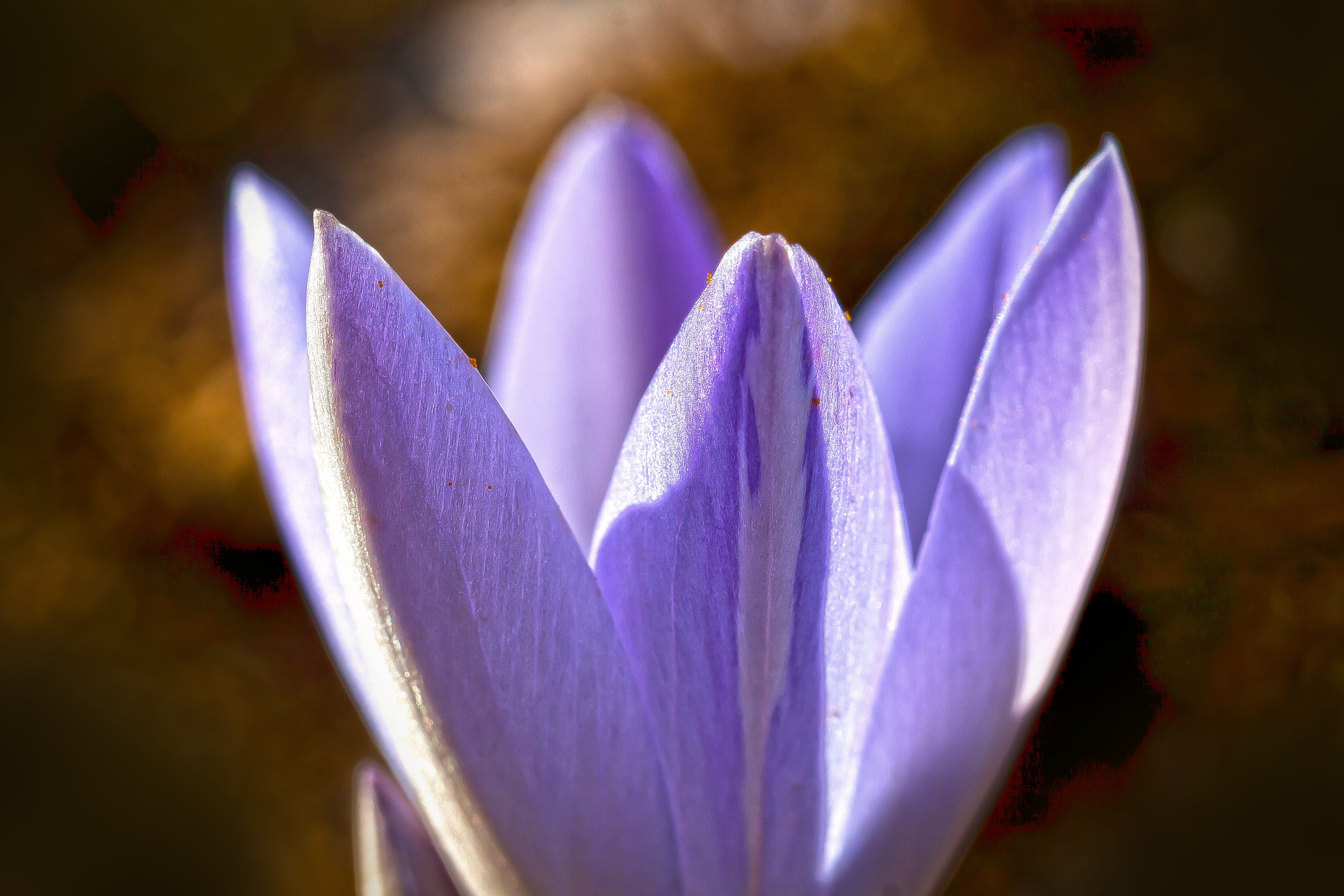 vulnerability, purple, krokus hybrid, the beginning of spring, flowering plant, crocus candidus, plant, spring, selective focus, focus on foreground, fragility, HD Wallpaper