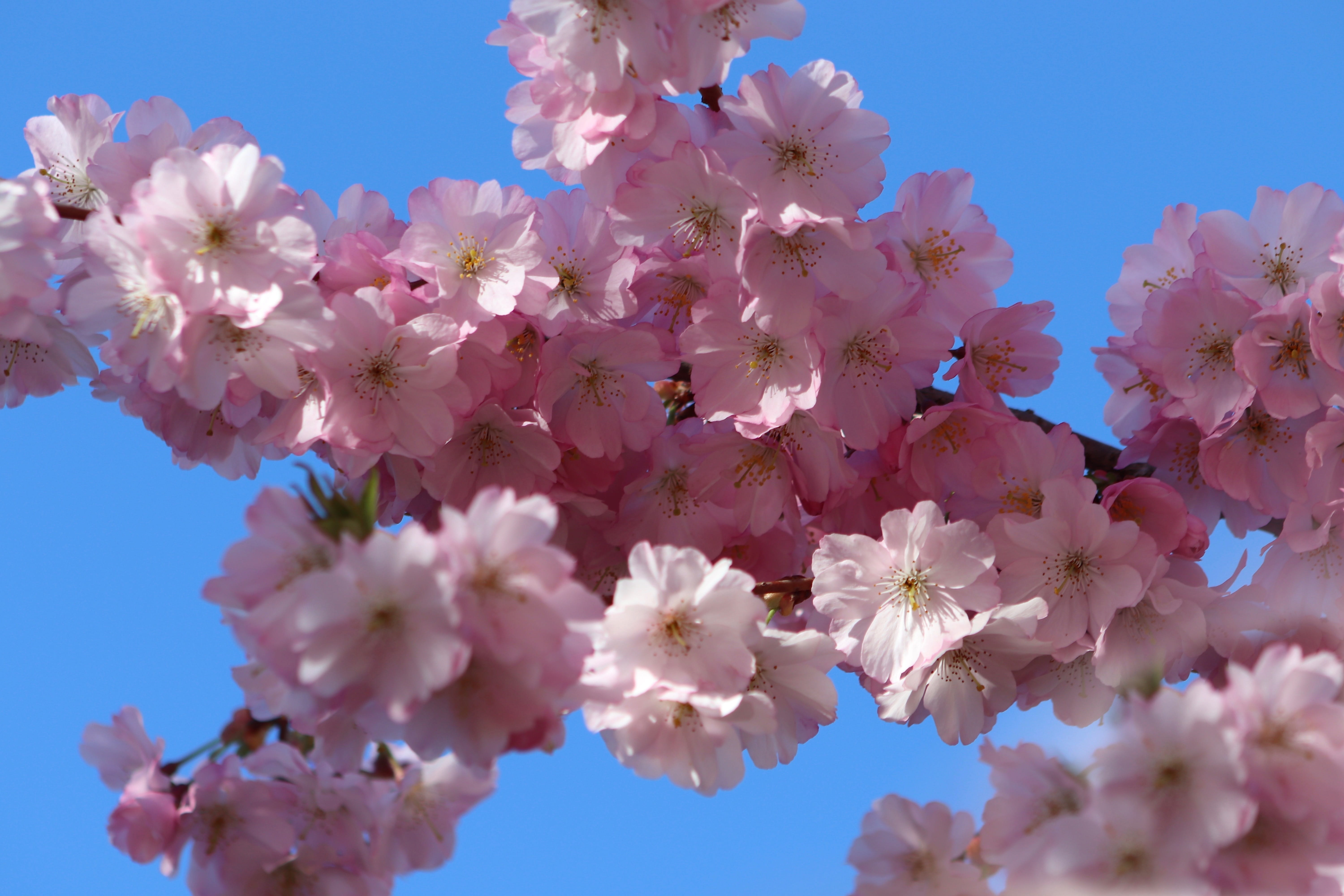 cherry blossom, softness, flowering plant, bunch of flowers, vulnerability, sky, growth, springtime, lenz, inflorescence, beauty in nature, day, pink color, HD Wallpaper