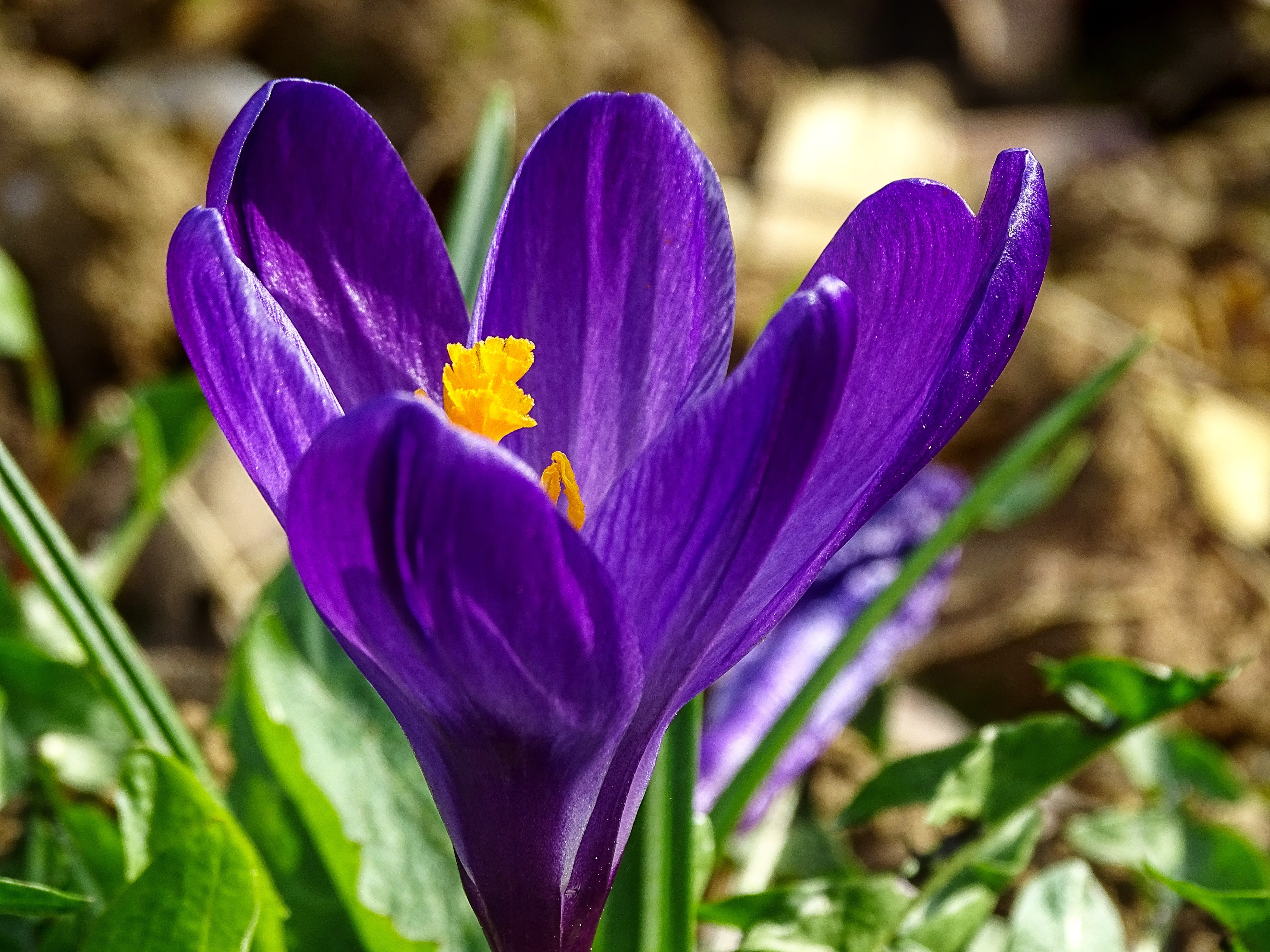 frühlingsanfang, leaf, bright, yellow, outdoor, day, purple flower, growth, nature, pollen, close up, flowering plant, no people, springtime, freshness, HD Wallpaper