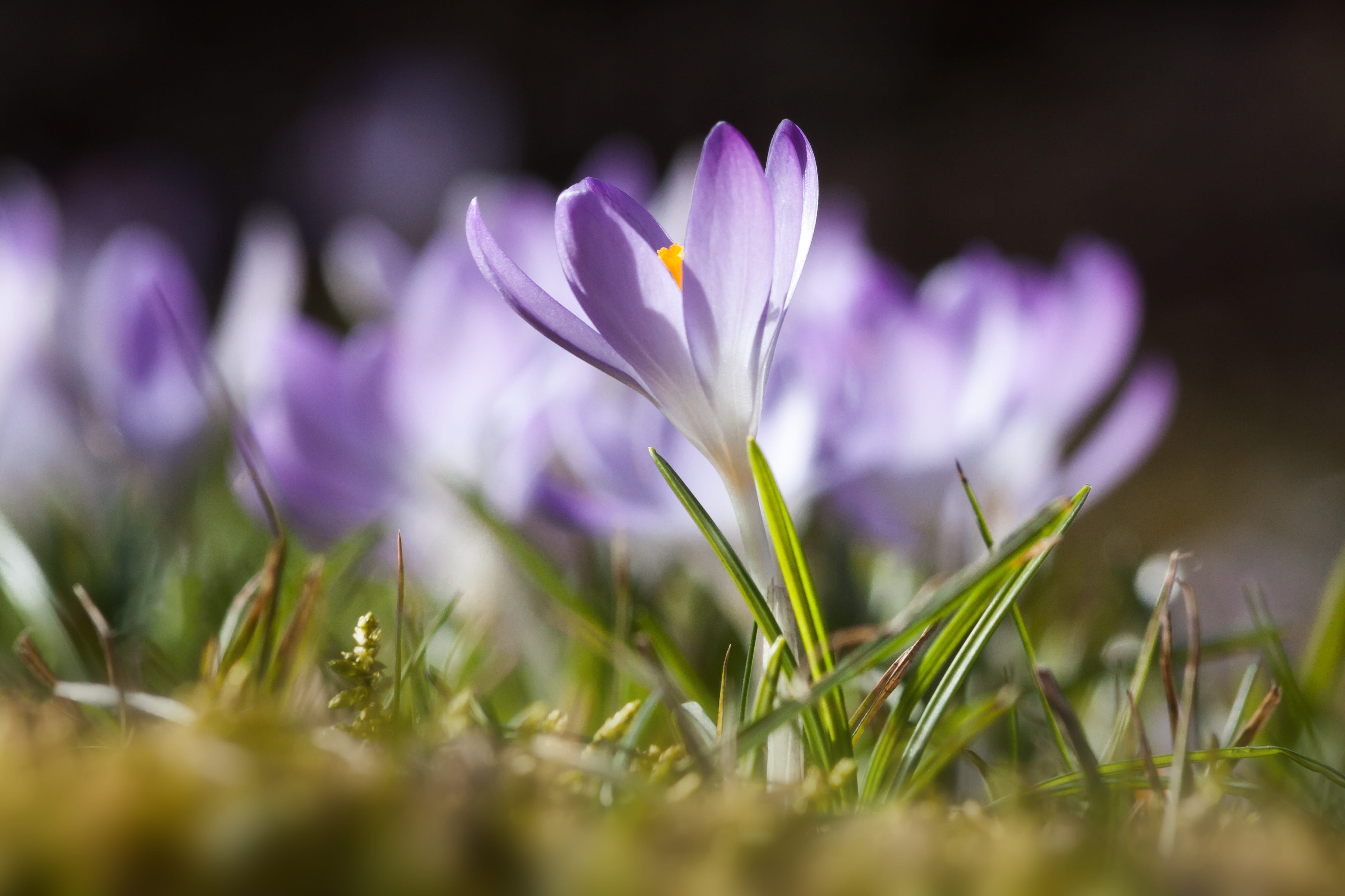 purple, violet, plant, plain, wild species, macro, flower, no people, frühlingsanfang, springtime, spring, 4K, selective, beauty in nature, krokus hybrid, HD Wallpaper
