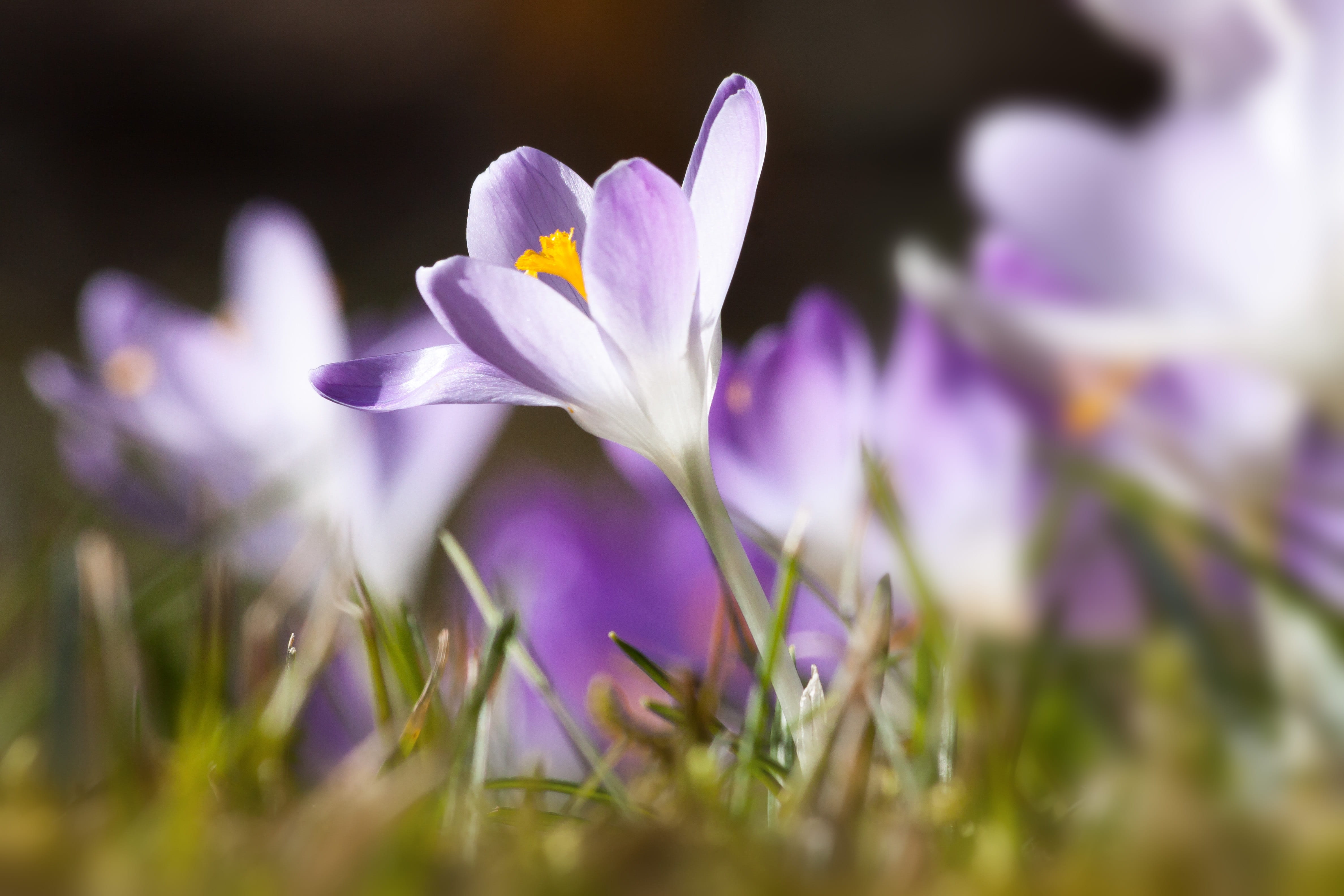 vulnerability, flowers, no people, schwertliliengewaechs, frühlingsanfang, the beginning of spring, close-up, growth, spring, selective focus, springtime, HD Wallpaper