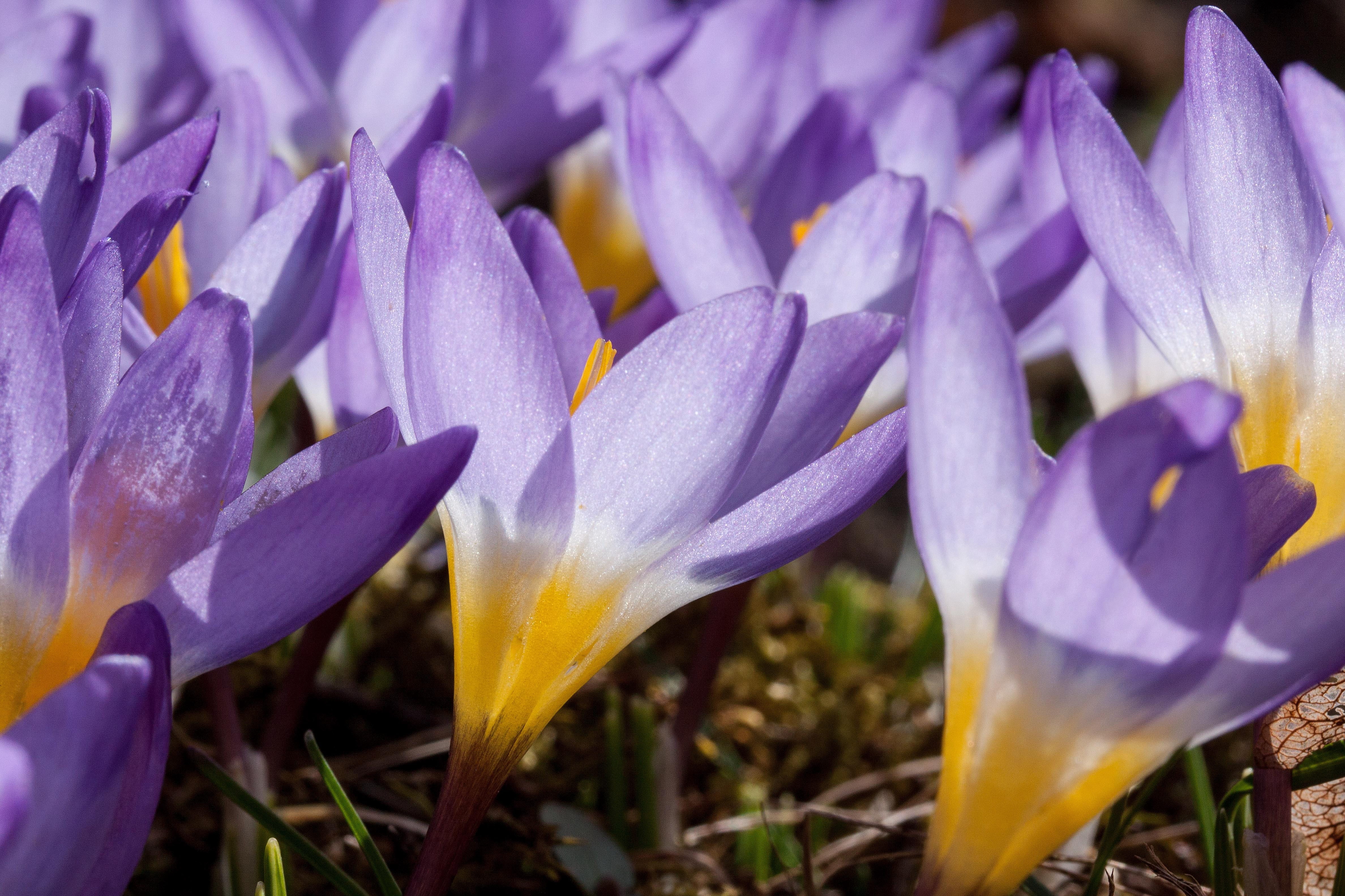 flora, growth, flowers, close-up, fragility, violet, blossom, 4K, springtime, no people, inflorescence, field, plant, bloom, pollen, iris, vulnerability, HD Wallpaper