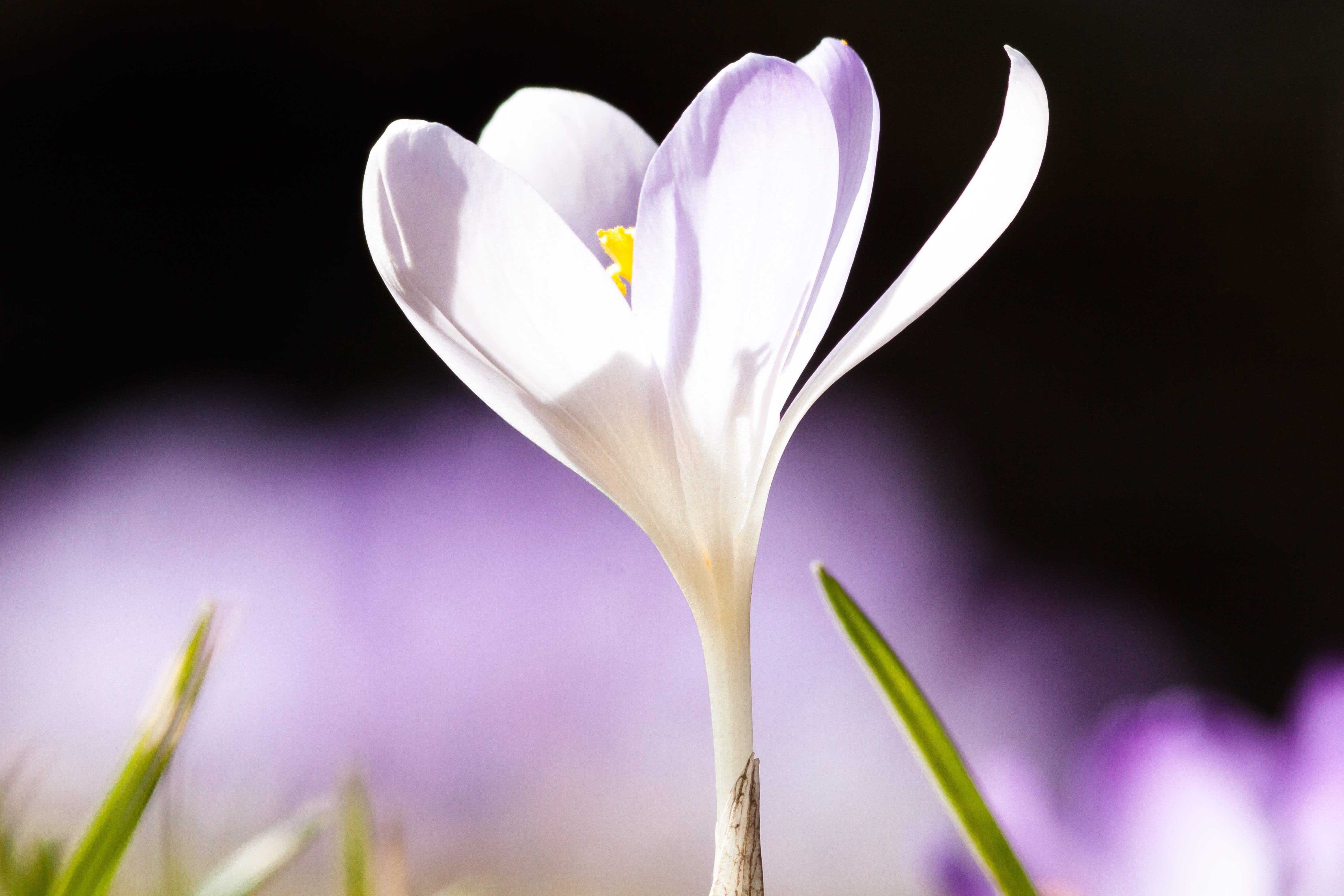 violet, macro, pink color, fragility, studio shot, flora, nature, valentines day - holiday, spring, close-up, flowers, schwertliliengewaechs, iris, spring awakening, HD Wallpaper