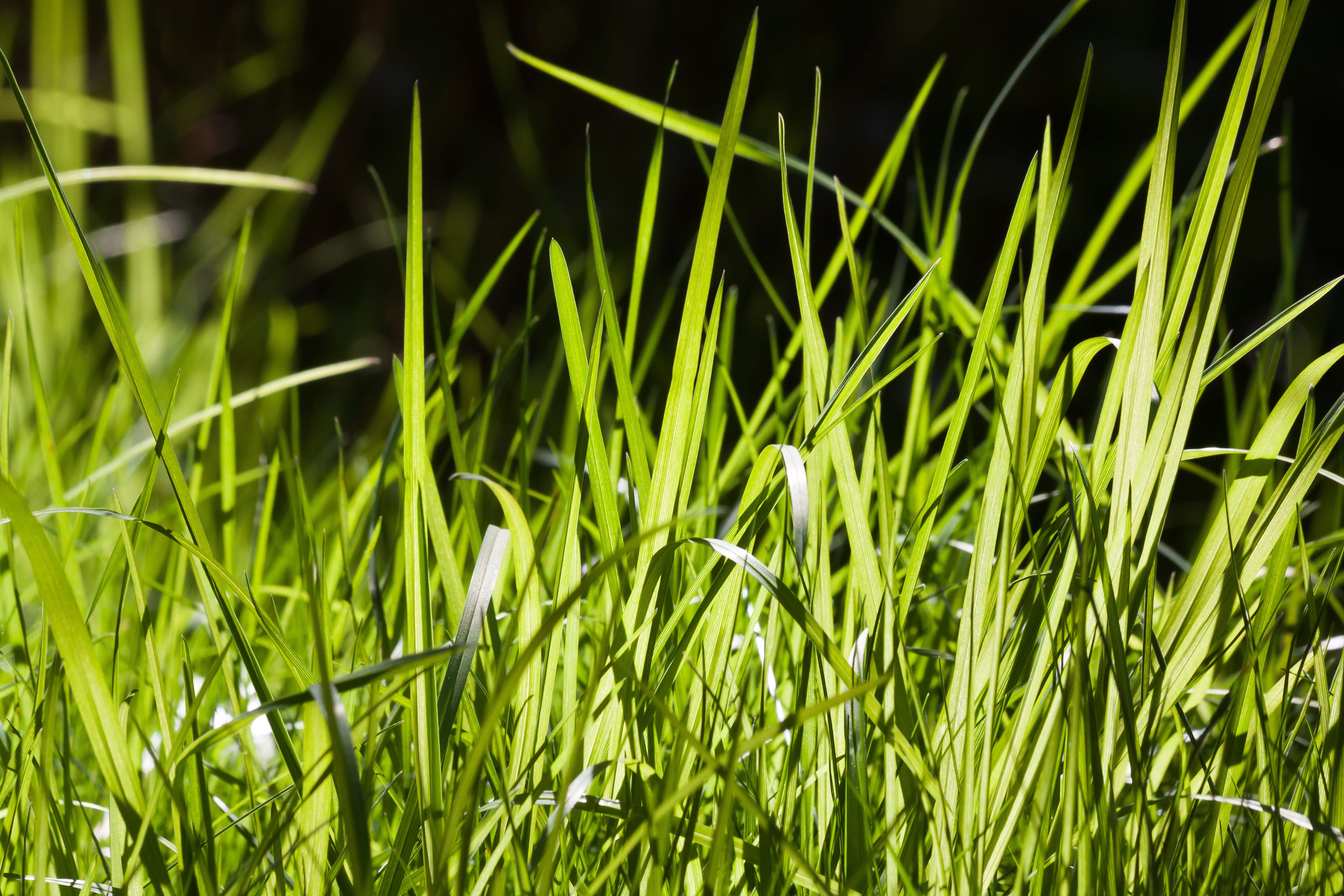 green color, Green, growth, plant, grass, green, spring, tranquility, full frame, close-up, Nature, beauty in nature, day, Back Light, landscape, Grass, HD Wallpaper