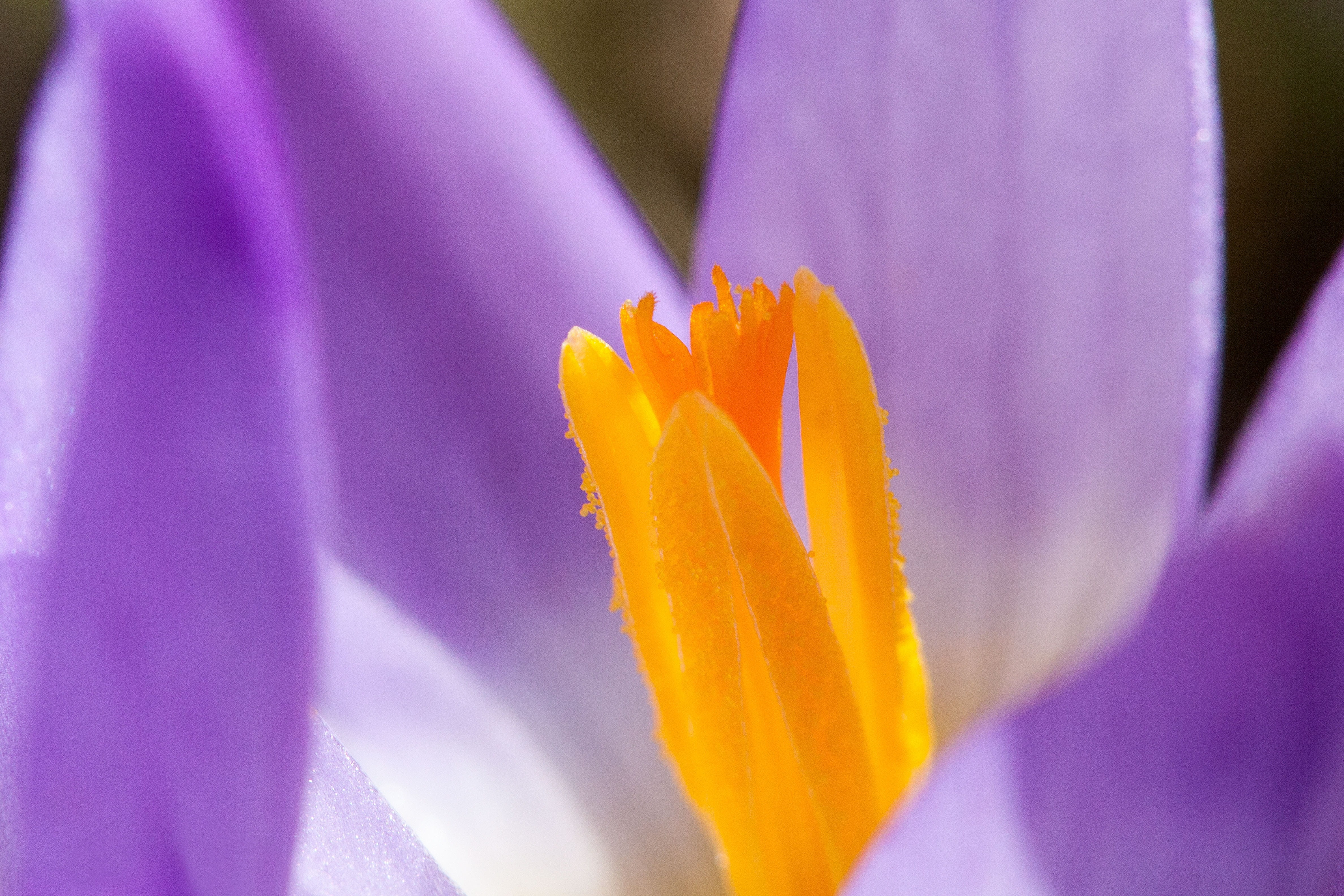 macro, flowers, purple, violet, spring crocus, schwertliliengewaechs, plant, bloom, vulnerability, lenz, springtime, close-up, yellow, inflorescence, 4K, HD Wallpaper