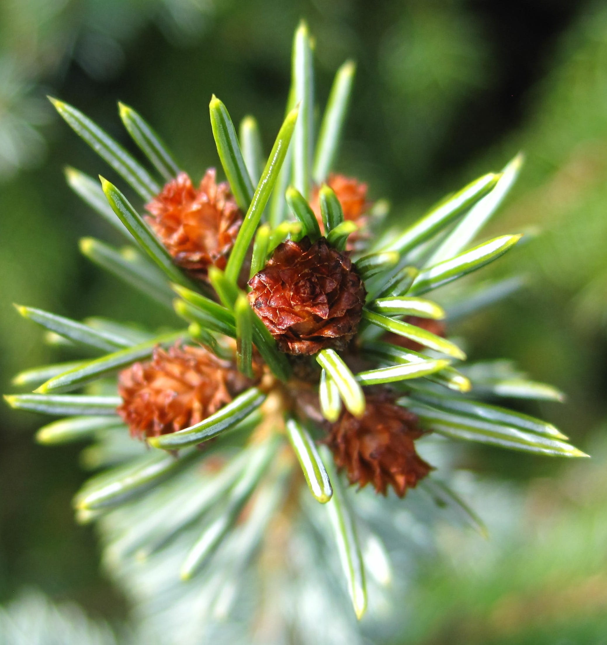 garden, season, green color, pine tree, 1080P, branch, fir drove, flowering plant, vulnerability, beauty in nature, botany, plant, lenz, green, sprout, Phone HD Wallpaper