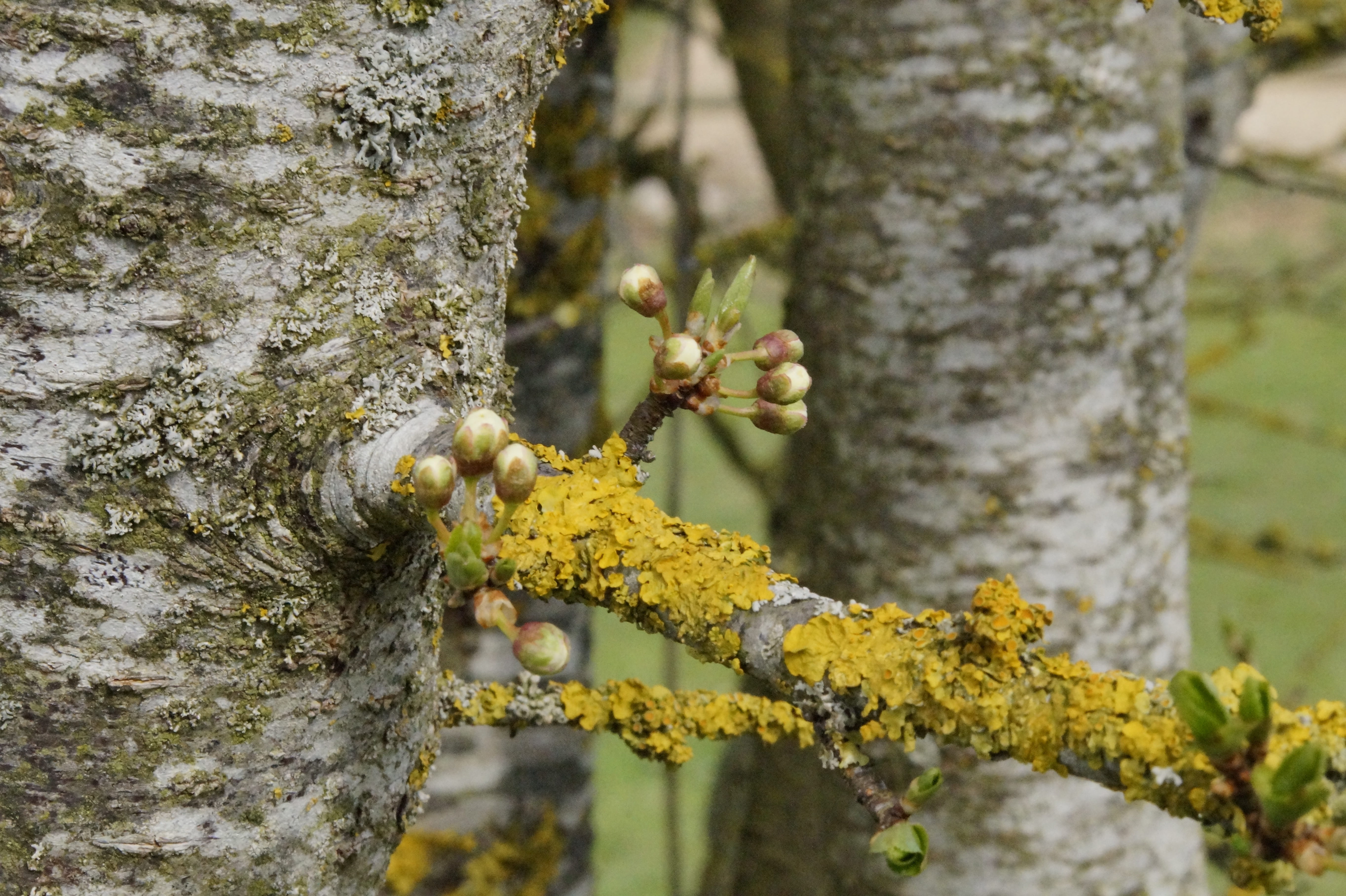 lichen, tree, outdoors, sprout, knock out, renewal, 5K, growth, scion, lenz, tree trunk, no people, spring, beauty in nature, engine, plant bark, insect, HD Wallpaper
