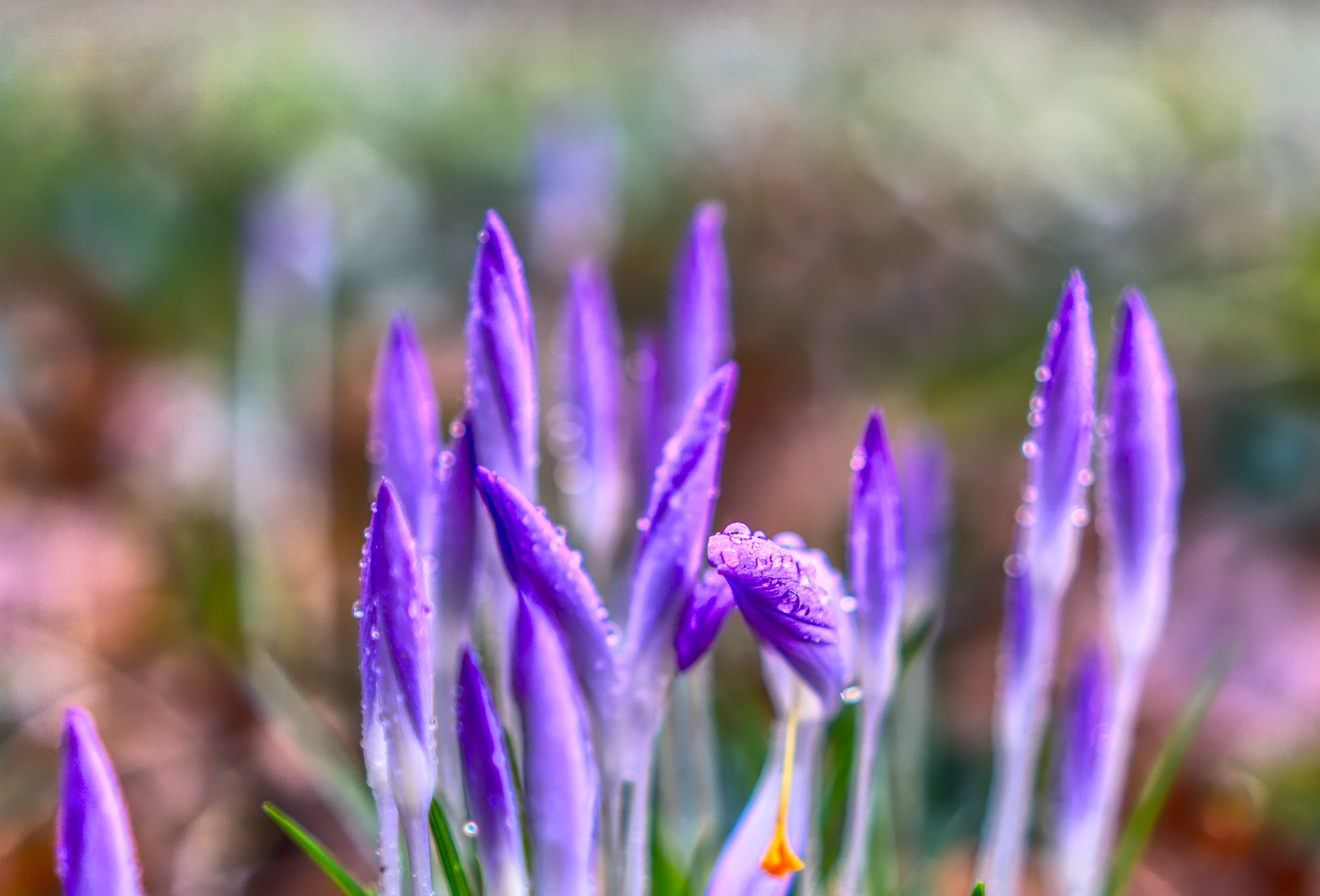 violet, ornamental garden, green, flowering plant, yellow, bright, growth, lavender, ornamental plant, springtime, outdoor, bud, lenz, vulnerability, plant, HD Wallpaper