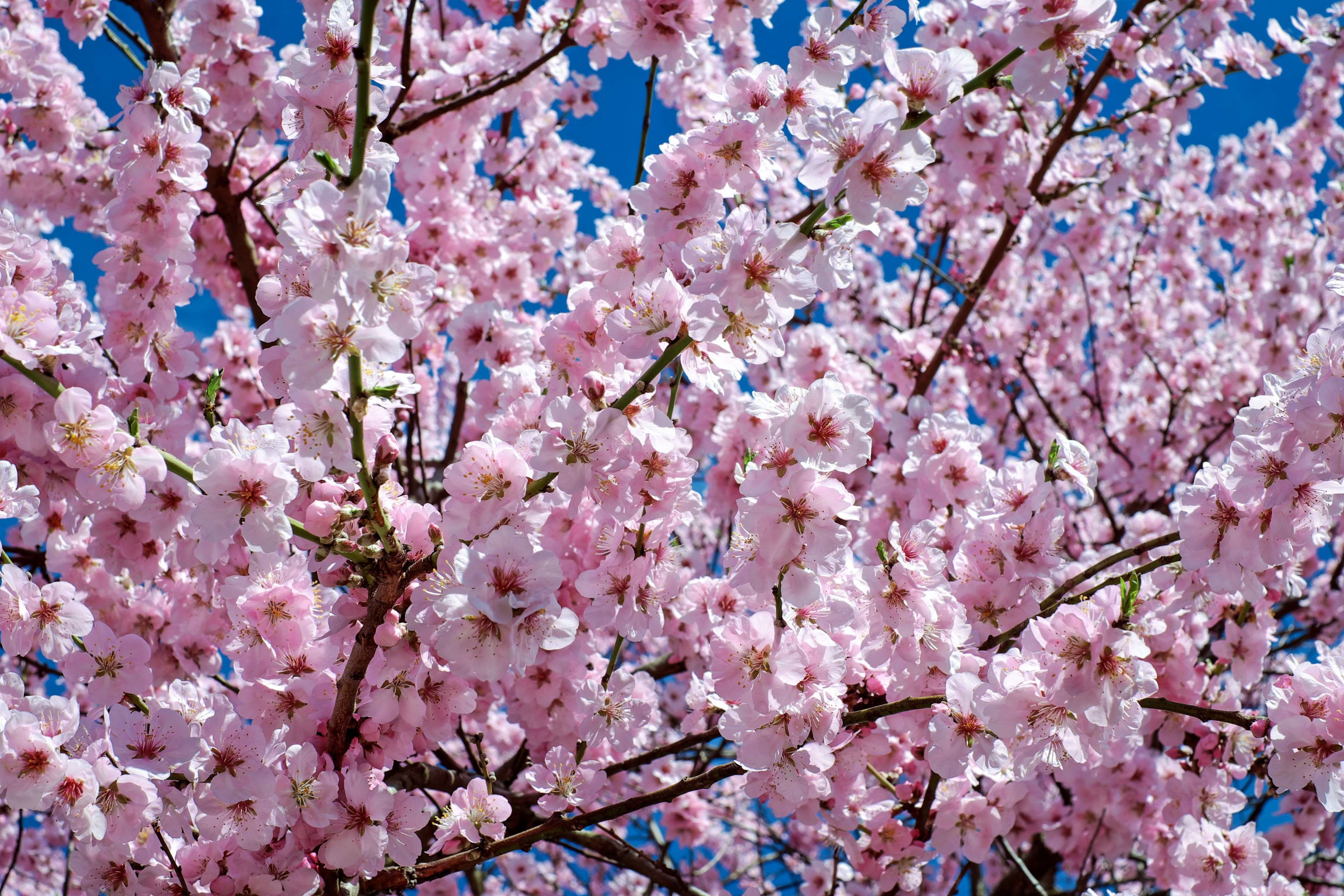 botany, no people, japanese cherry trees, blossom, branch, 4K, day, spring, flowering time, fragility, colorful, close-up, vulnerability, pink color, flower tree, HD Wallpaper