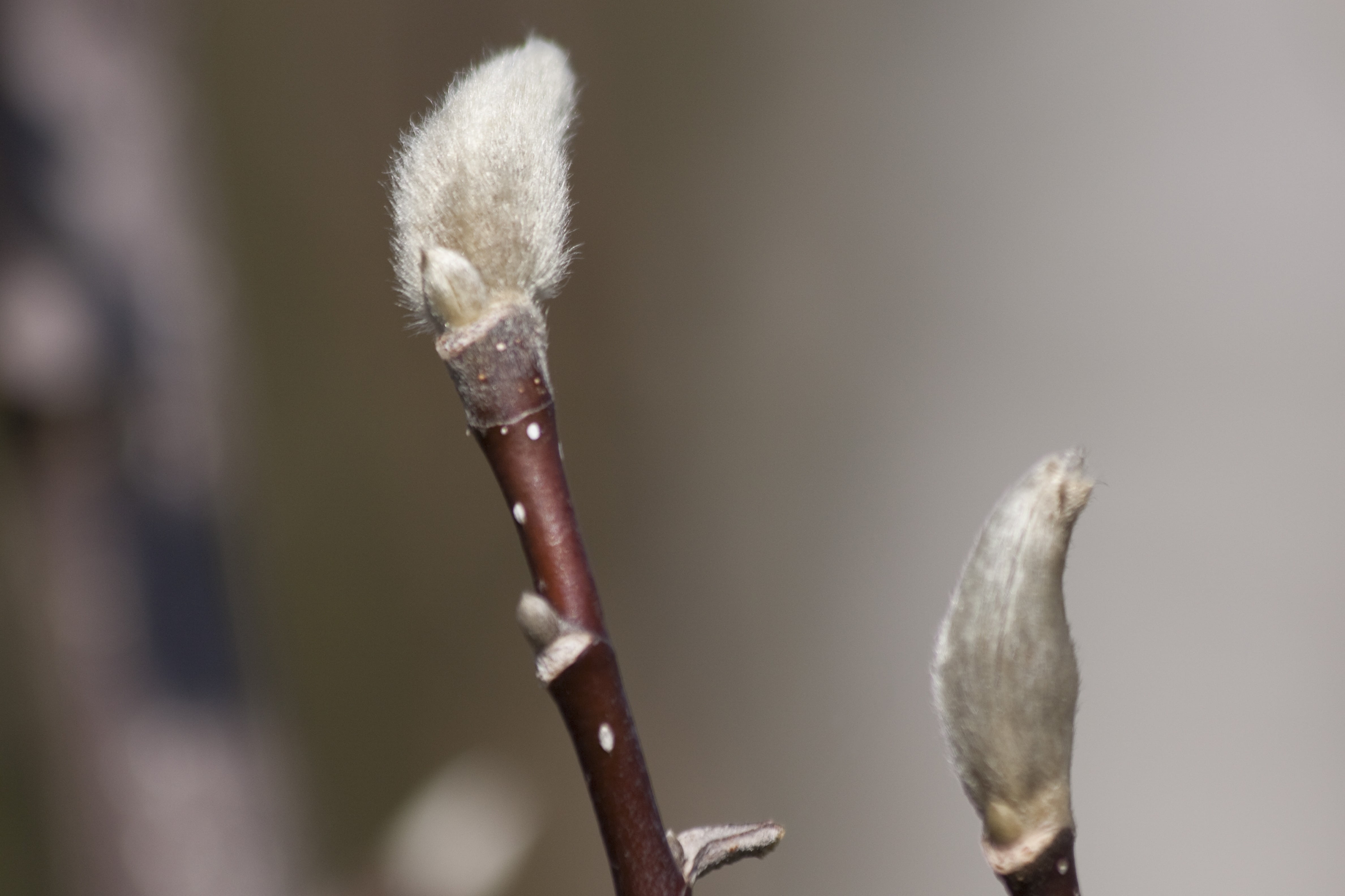 animal themes, industry, 4K, plant stem, studio shot, hairy, focus on foreground, spring, holzgewaechs, pussy willow, teen, day, colored background, fluffy, HD Wallpaper