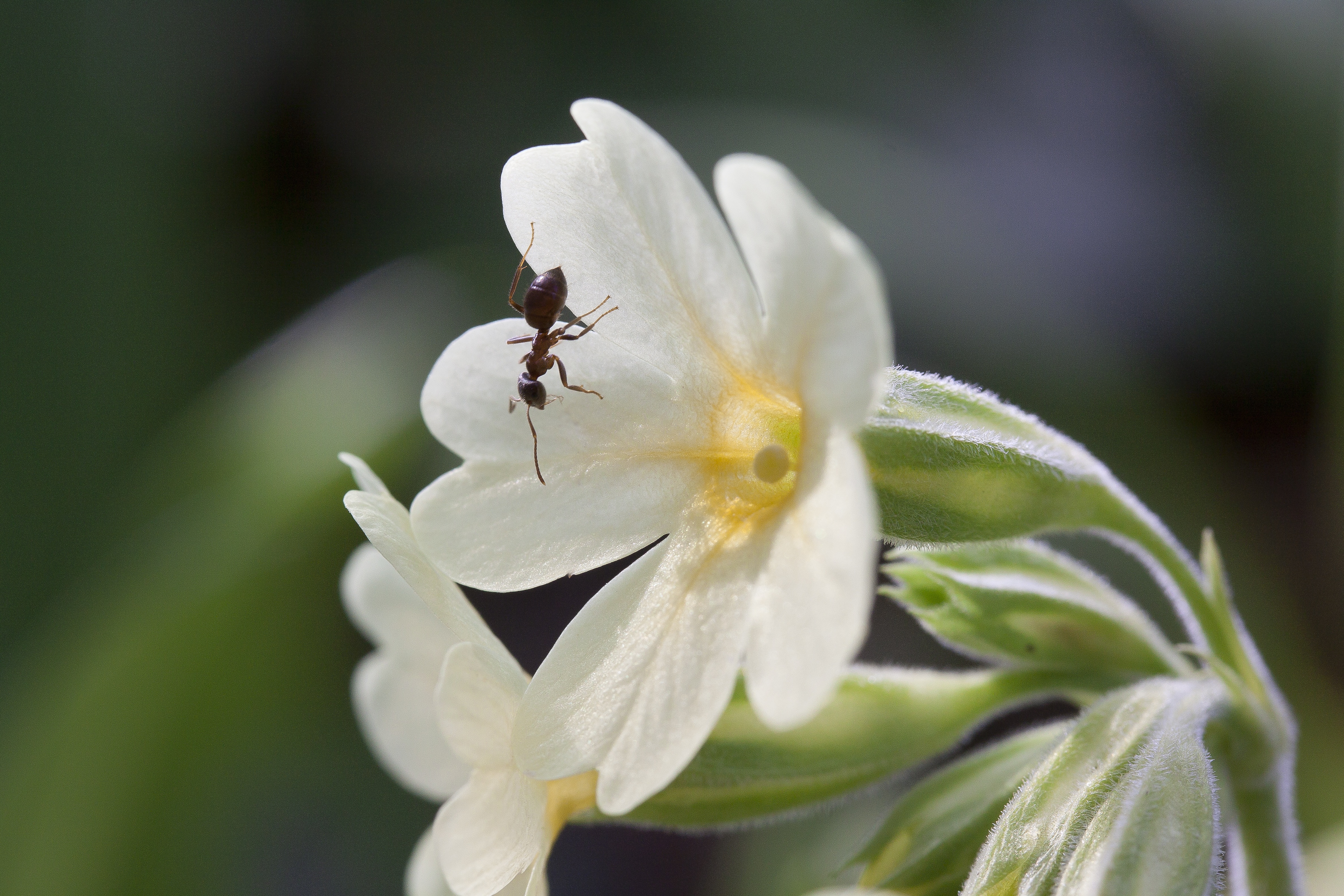 plant, insect, vulnerability, inflorescence, flowering plant, one animal, animal, springtime, freshness, beauty in nature, growth, spring, pollination, HD Wallpaper