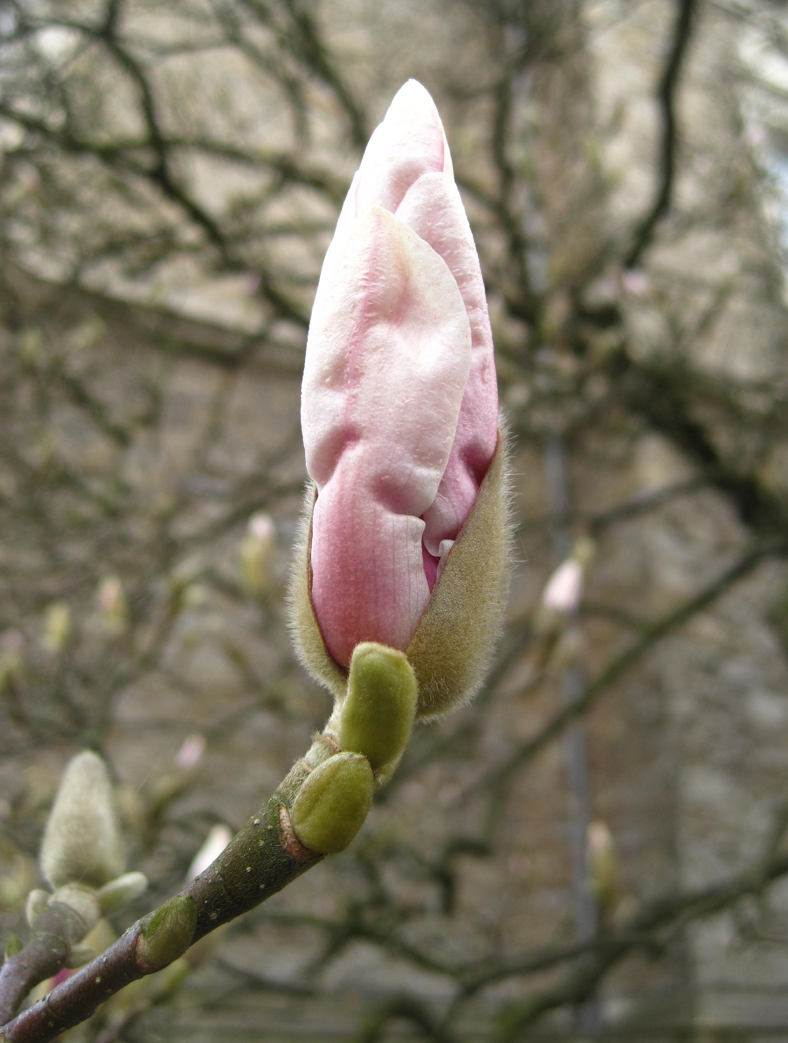 early bloomer, pink color, springtime, soft pink, outdoors, frühlingsanfang, close-up, magnolia tree, beginnings, grow, blossom, 2K, sprout, knock out, Phone HD Wallpaper