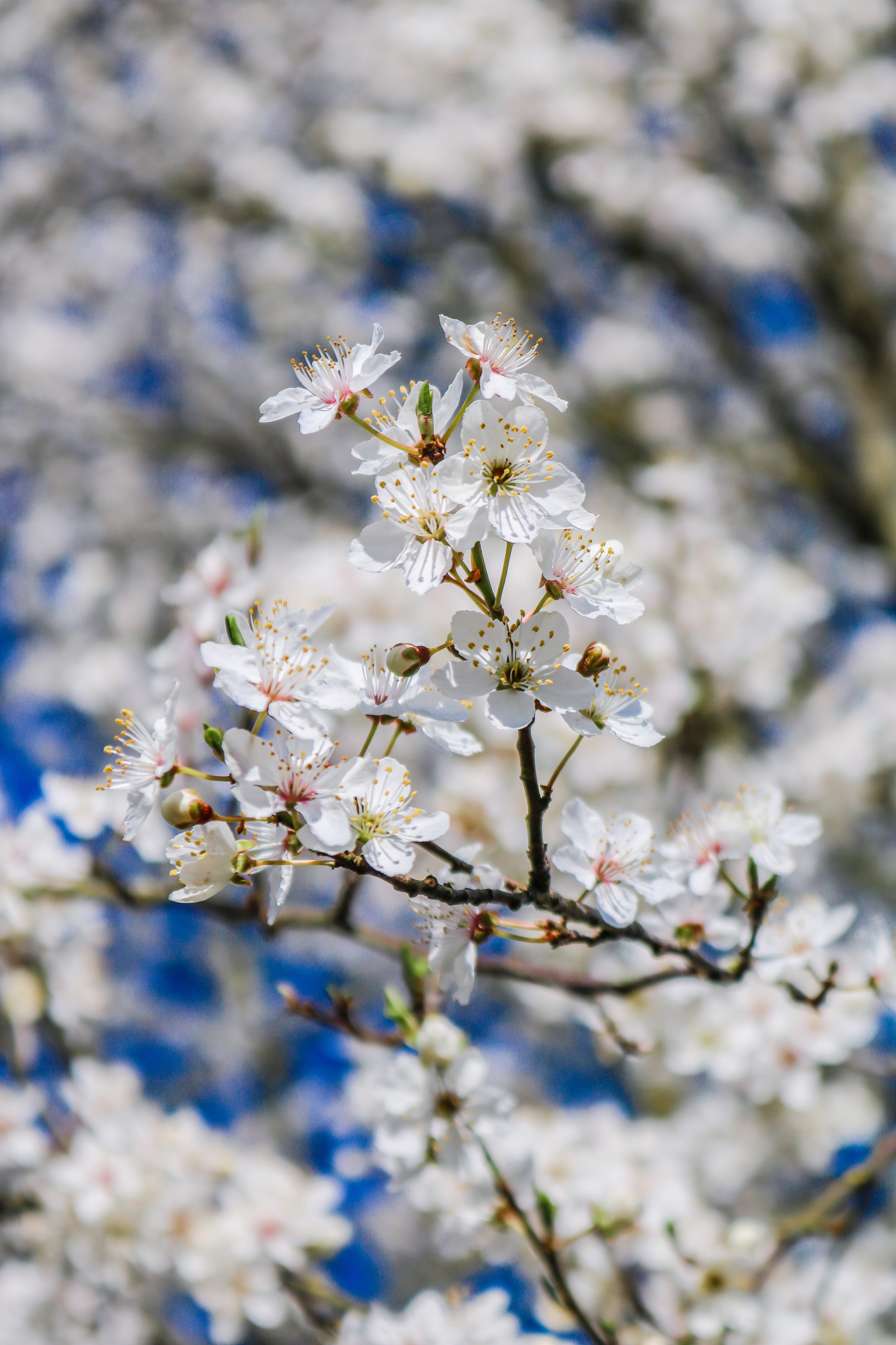 white, plant, mirabelle, low angle view, lenz, outdoors, flower, spring, freshness, branch, flowers, bloom, pollen, springtime, cherry tree, no people, Phone HD Wallpaper