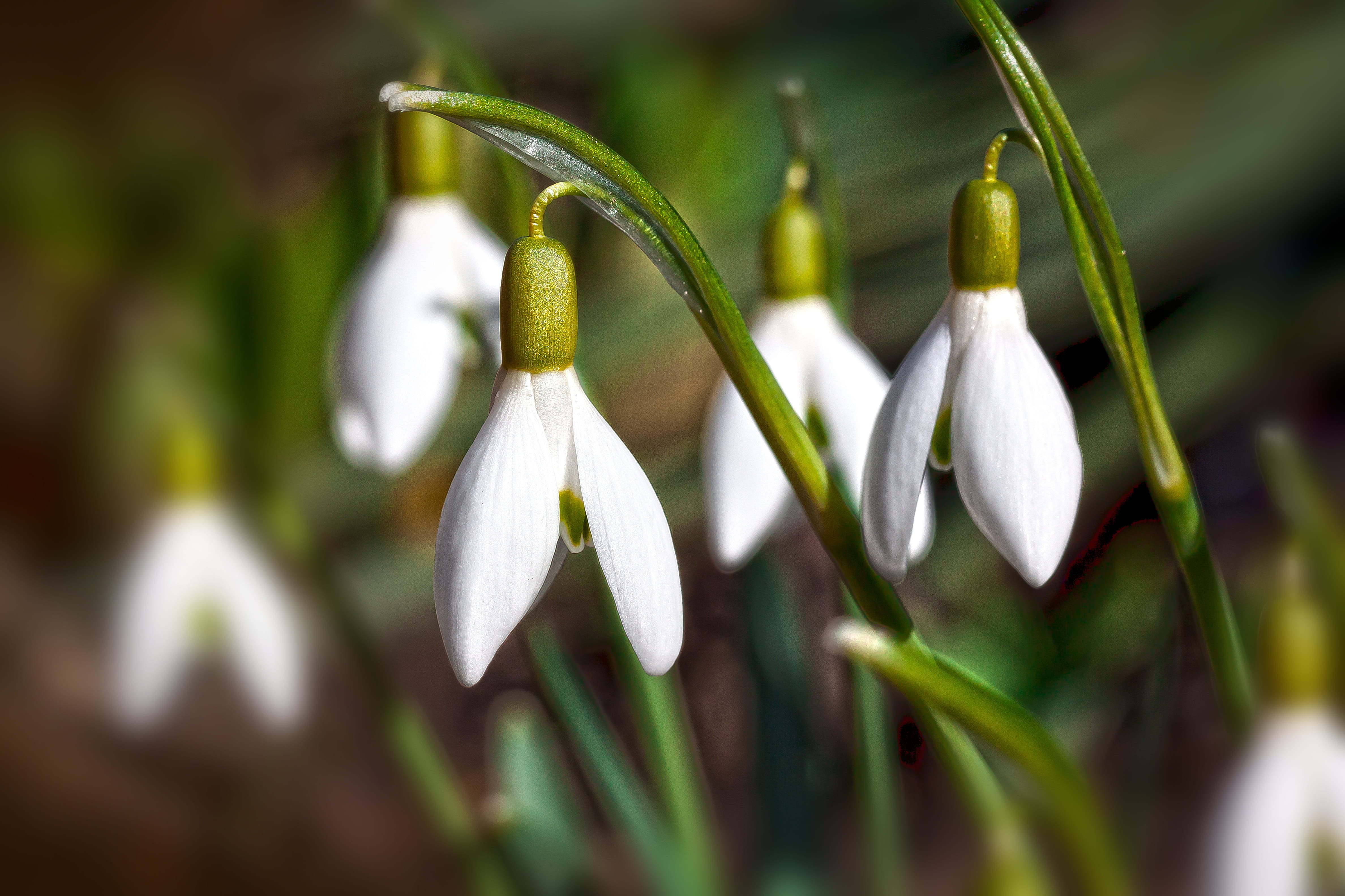 blossom, inflorescence, flowers, white color, beauty in nature, nature, close-up, springtime, fragility, 4K, focus on foreground, flower, bloom, growth, HD Wallpaper