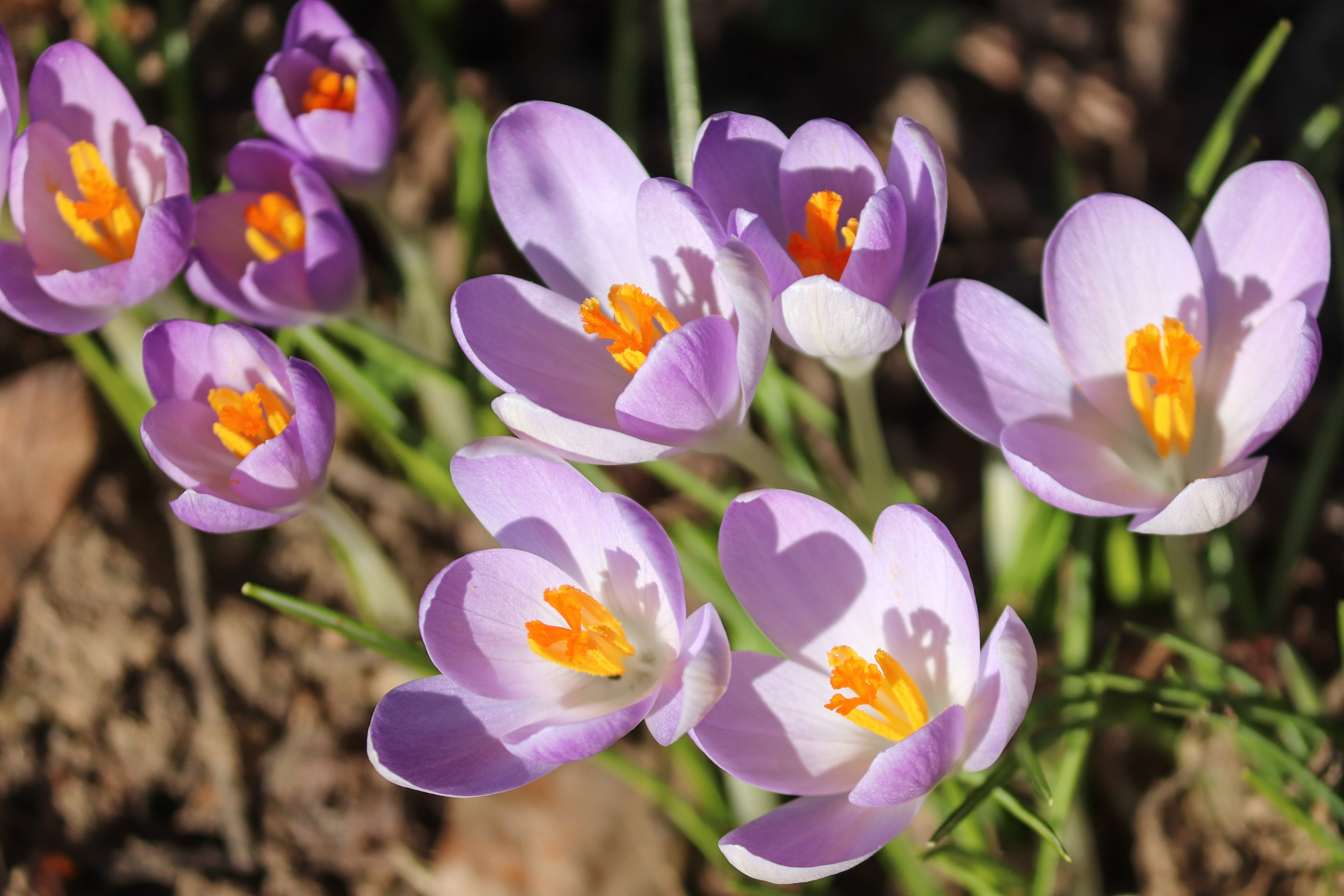 fragility, outdoor, flowers, day, outdoors, flowering plant, no people, vulnerability, purple, harbinger of spring, purple flower, frühlingsanfang, beauty in nature, HD Wallpaper