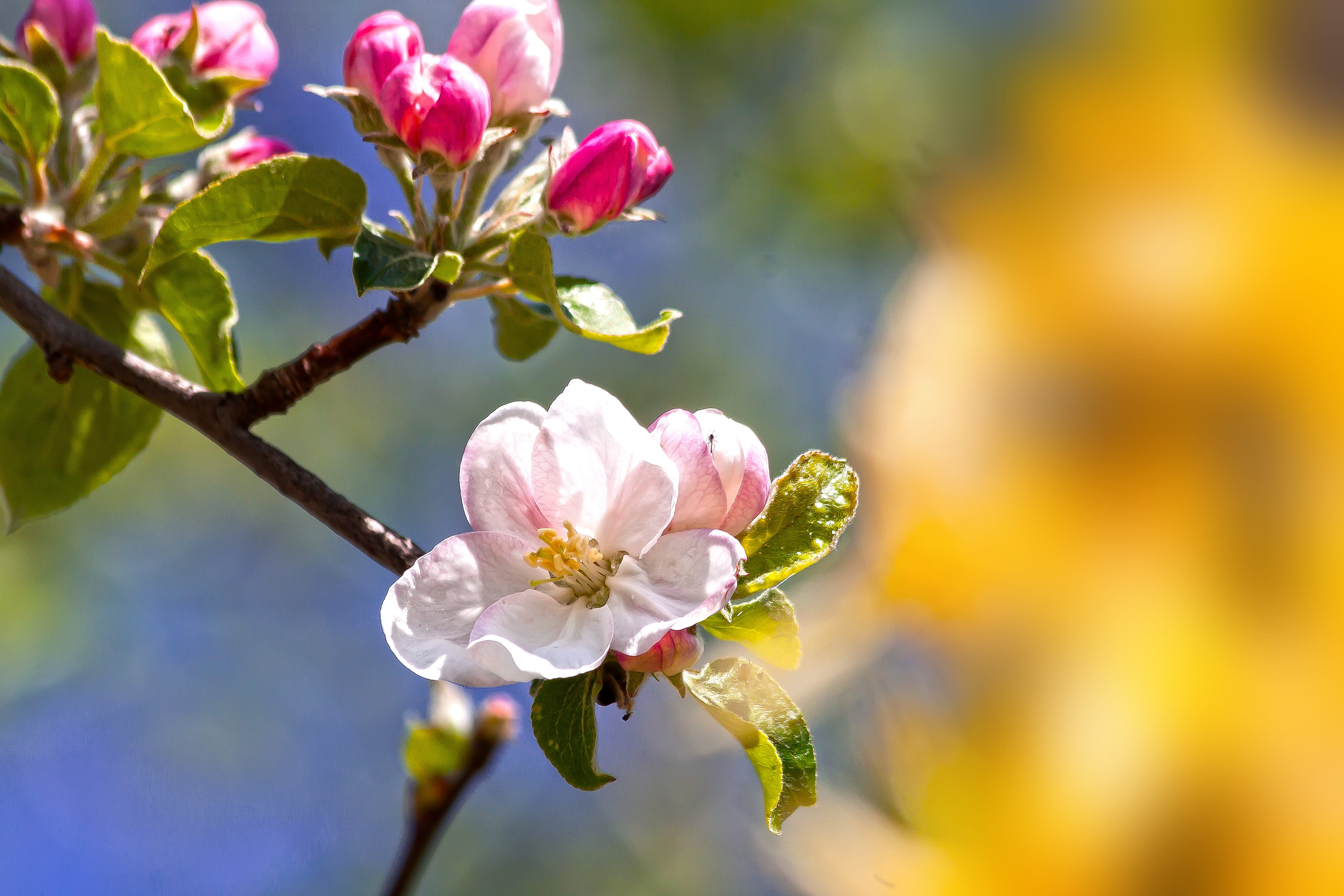 vulnerability, flower head, selective focus, beauty in nature, apple blossom, smell, inflorescence, outdoors, plant, flowers, blossom, no people, freshness, HD Wallpaper