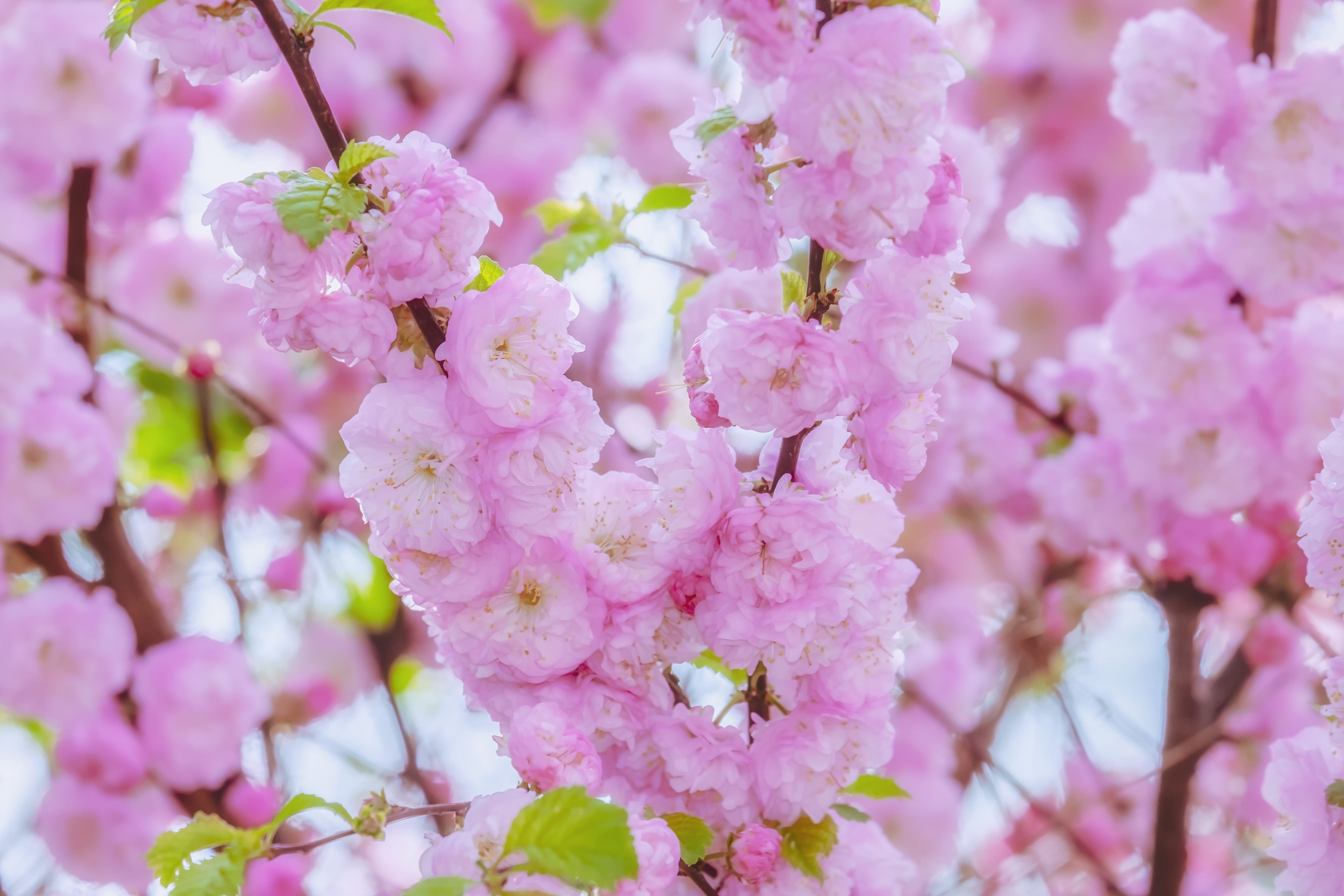 vulnerability, blütenmeer, japanese cherry, flowering twig, tree, pink color, cherry tree, botany, plant, fragility, 4K, springtime, bunch of flowers, HD Wallpaper