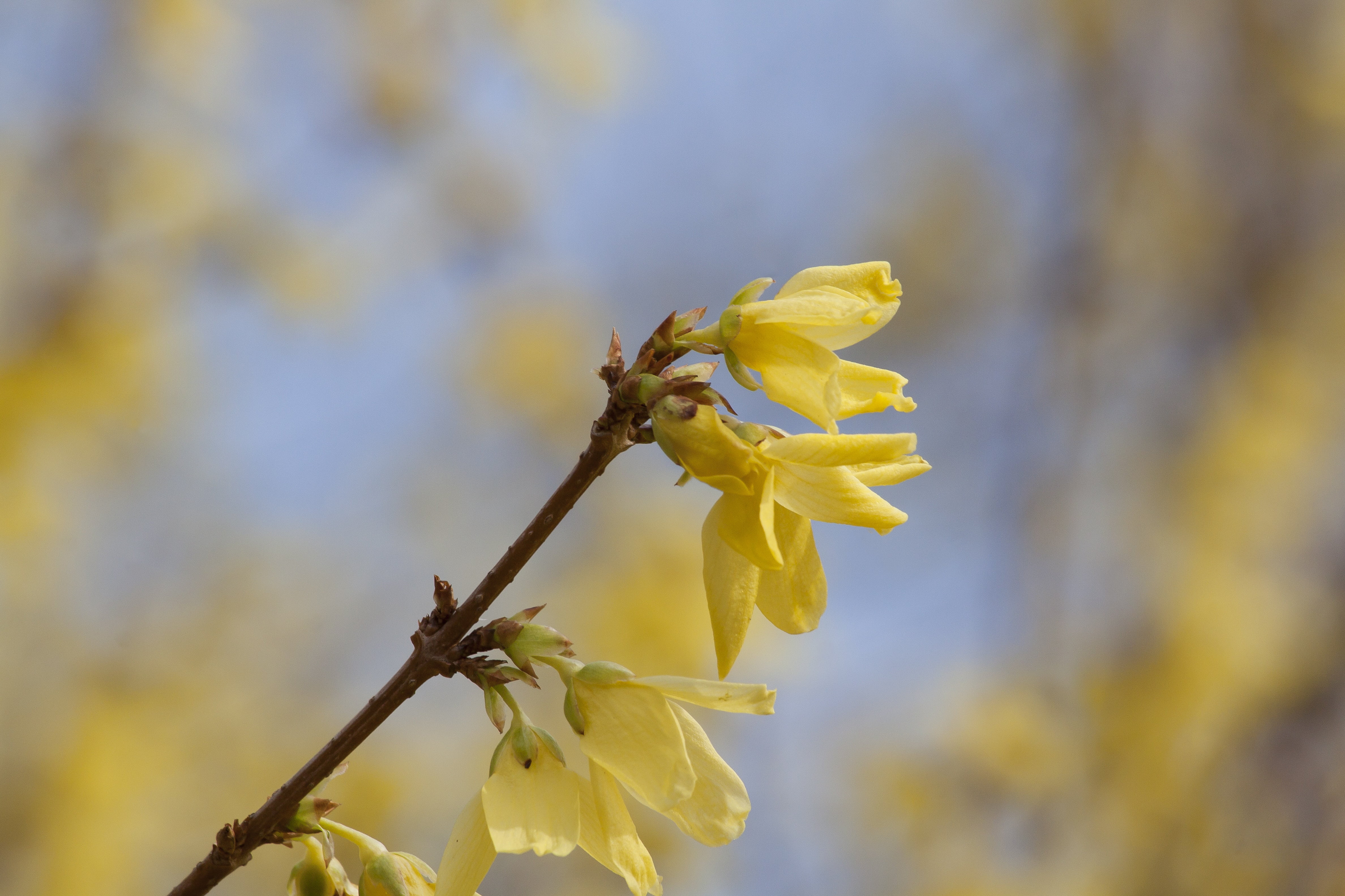selective focus, 4K, blossom, lenz, flower, bloom, flowering plant, fragility, pollen, day, growth, gold lilac, outdoors, inflorescence, nature, flower head, HD Wallpaper