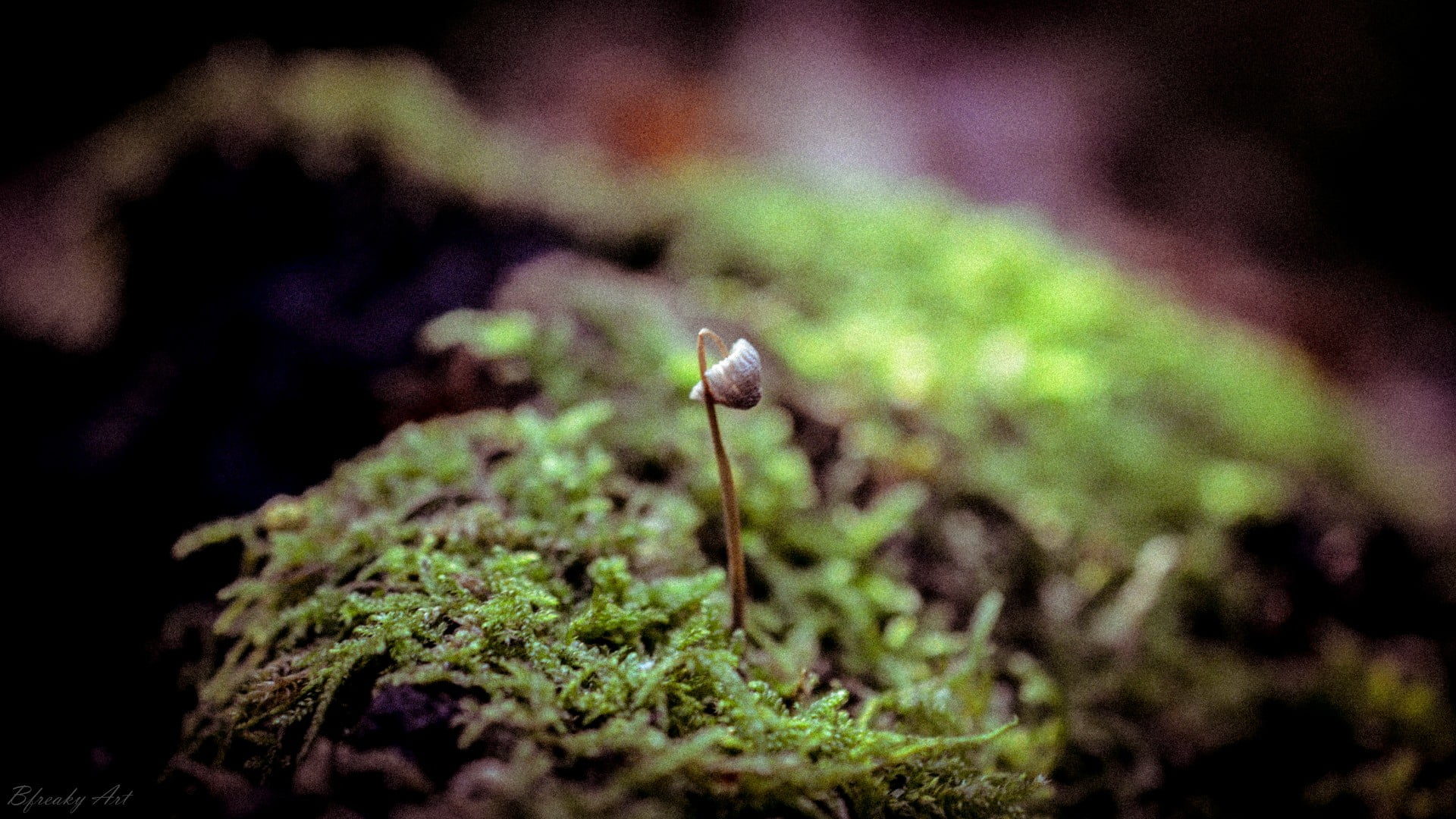 mushroom, no people, selective focus, fungus, moss, grass, beauty in nature, beginnings, food, freshness, green, plant, vegetable, nature, outdoors, day, HD Wallpaper