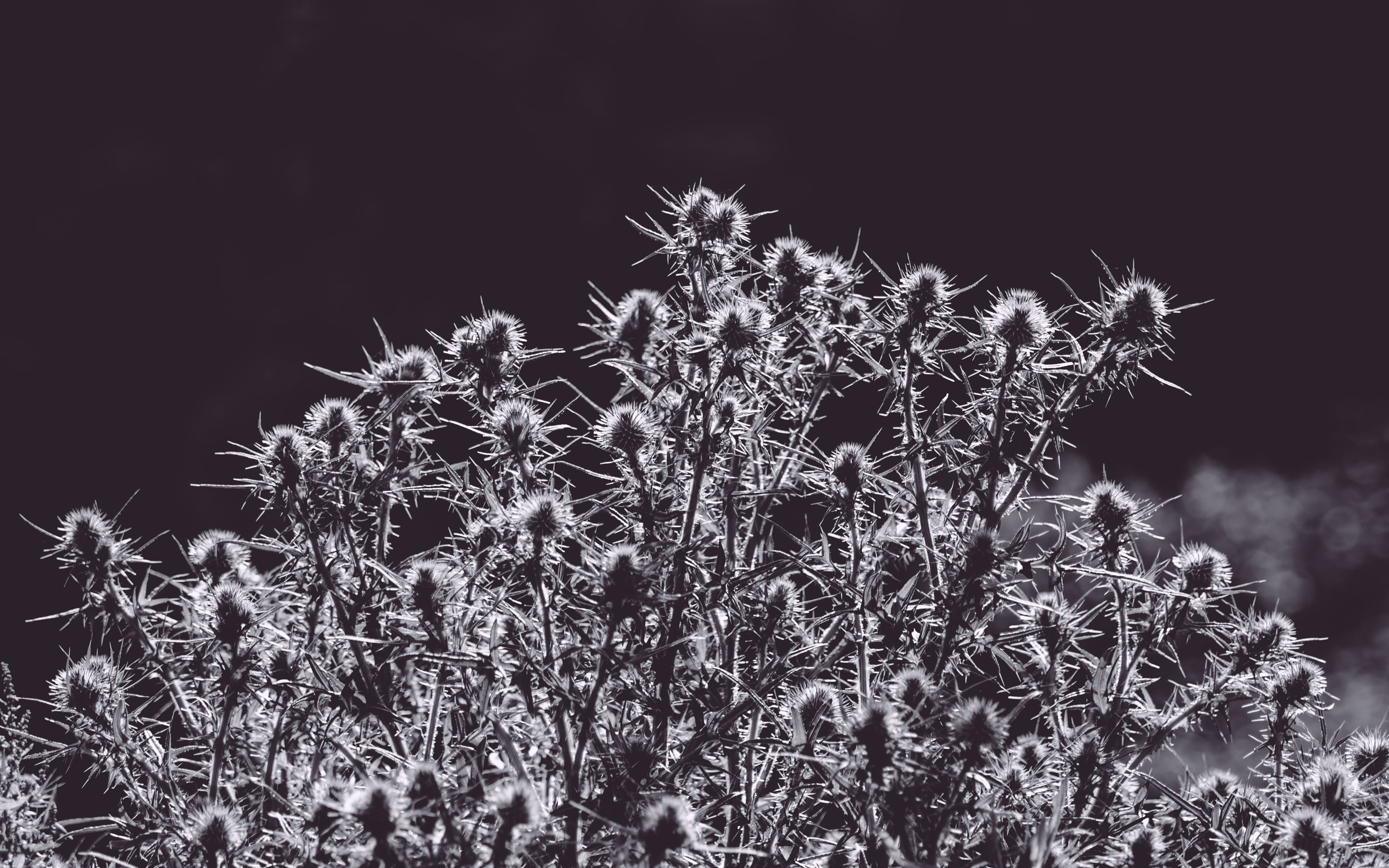 united kingdom, 4K, thistles, low angle view, black and white, illuminated, plant, close-up, tree, england, coniferous tree, focus on foreground, no people, HD Wallpaper