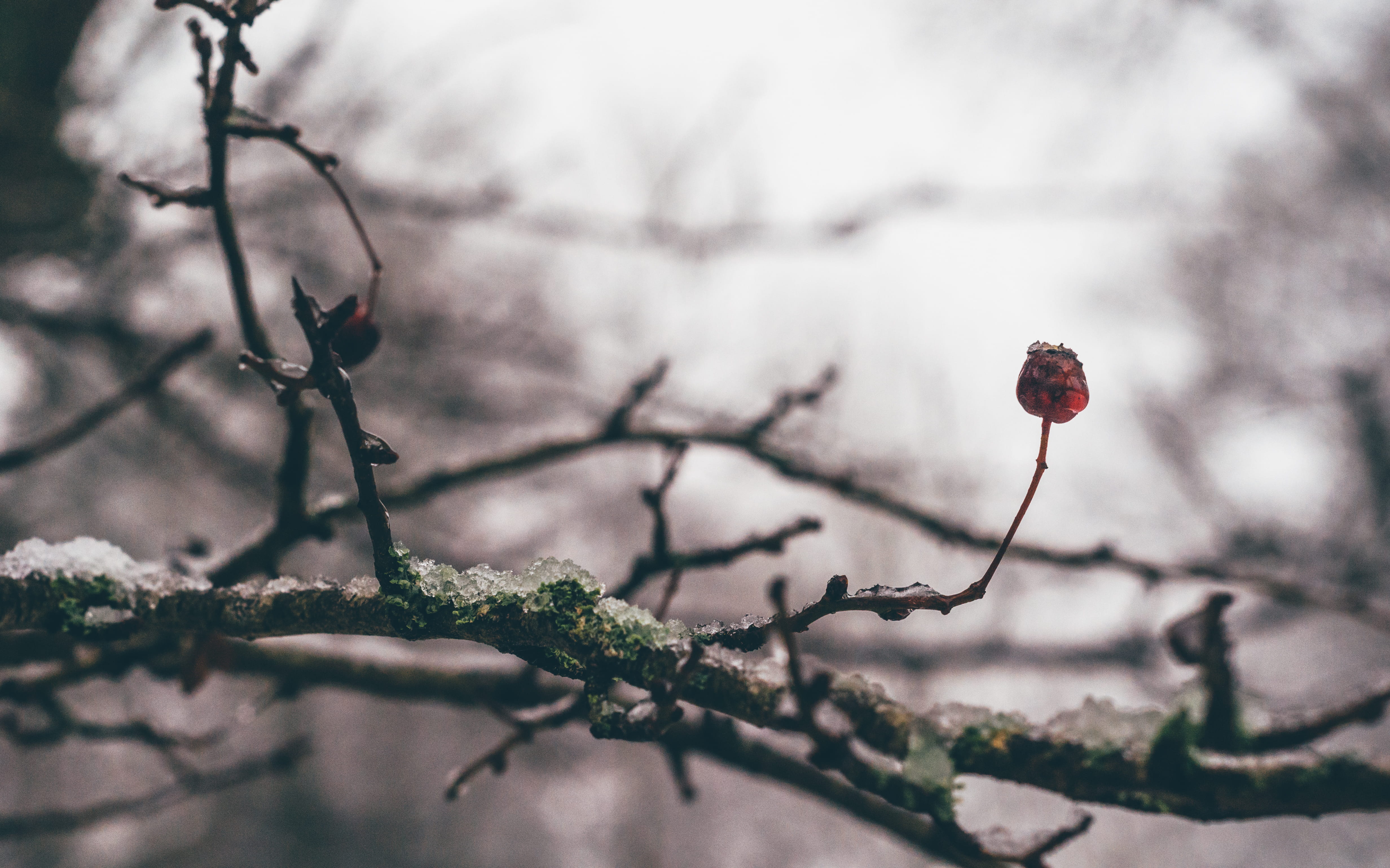 nature, freshness, endcliffe, flower, 4K, no people, growth, food, day, beauty in nature, outdoors, selective focus, tree, red, sheffield, food and drink, HD Wallpaper