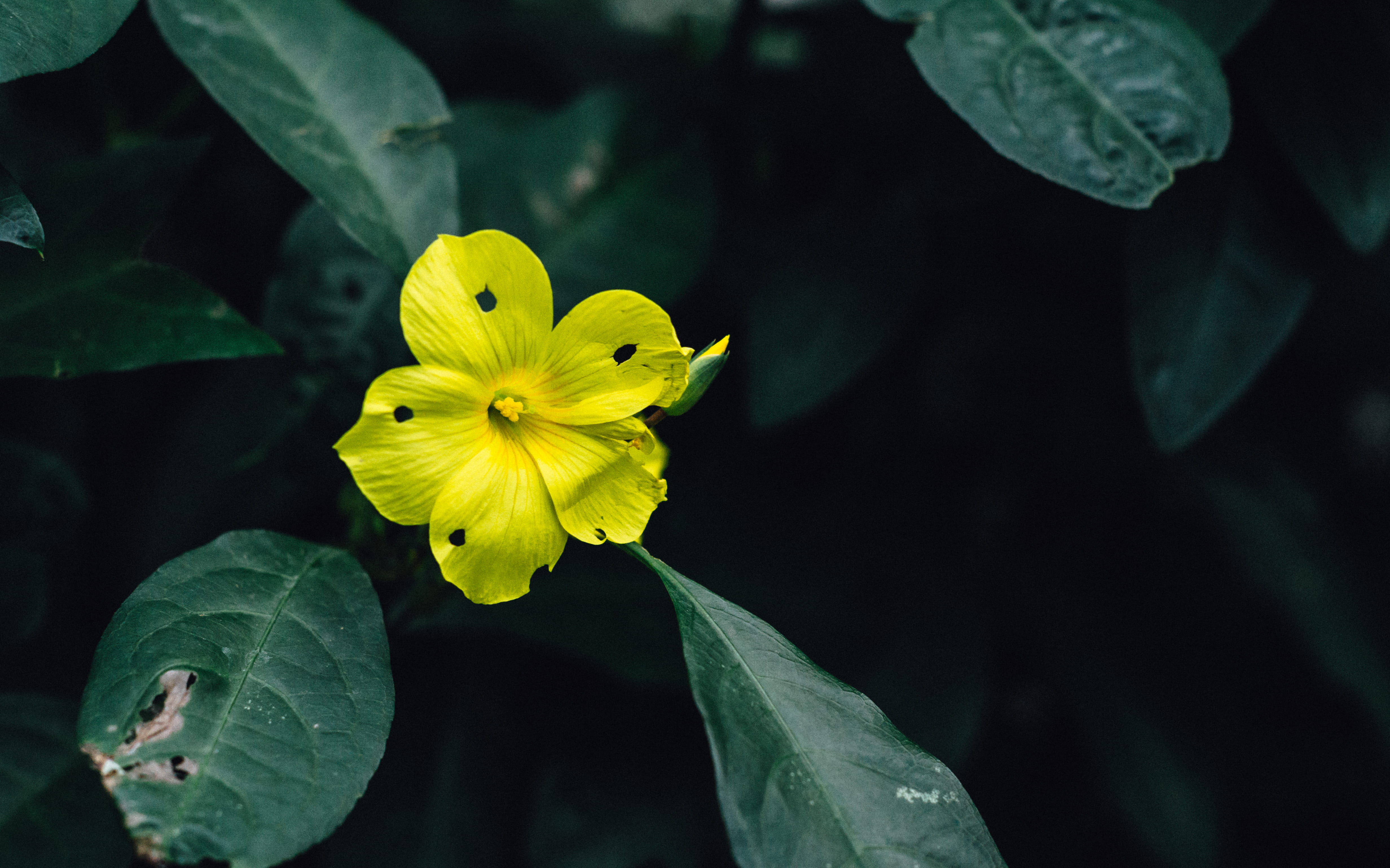 flowers, nature, outdoors, no people, green, yellow, freshness, 4K, sheffield, petal, plant part, growth, vulnerability, flora, inflorescence, beauty in nature, HD Wallpaper