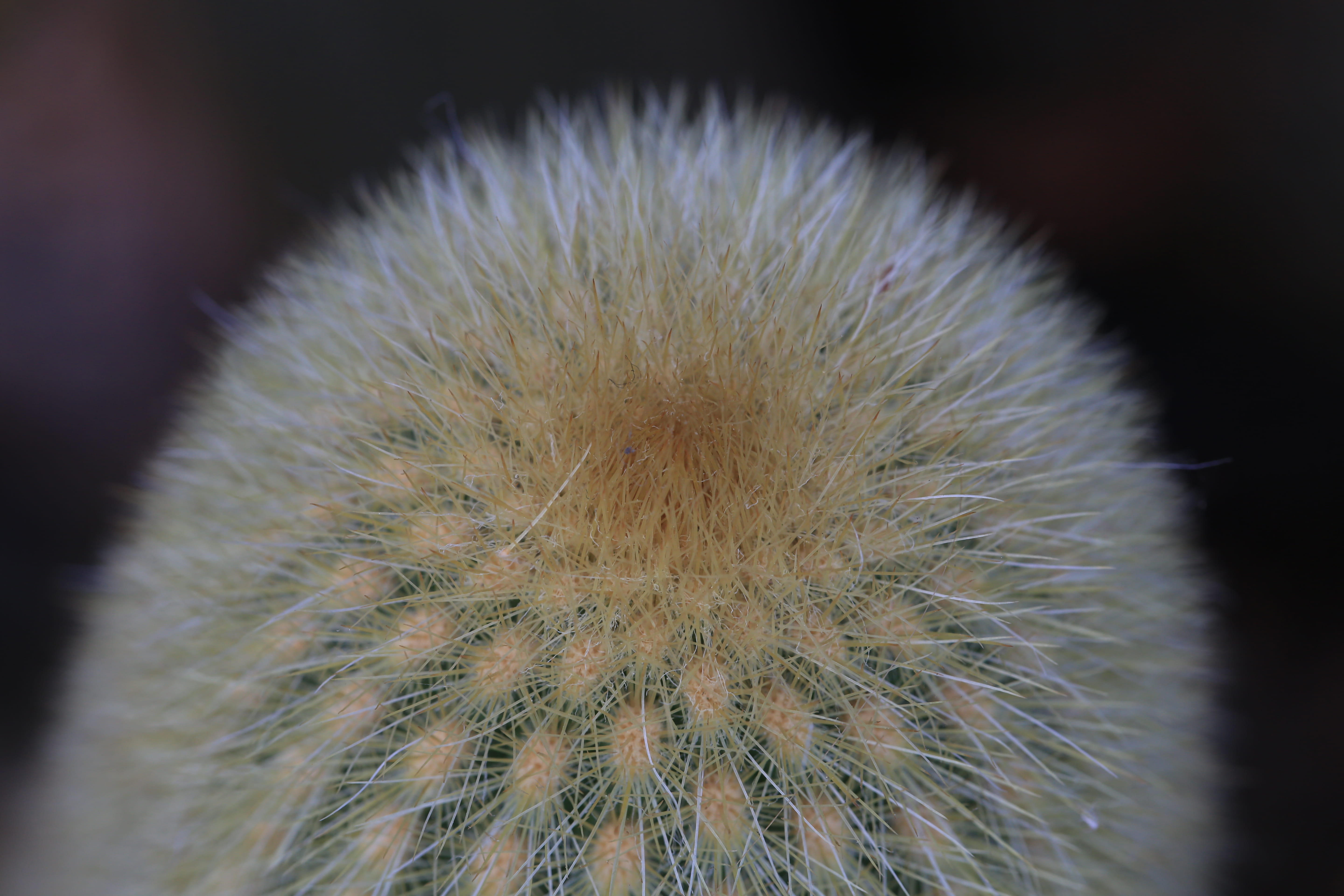 succulent plant, growth, outdoors, focus on foreground, selective focus, united kingdom, 5K, spiky, extreme close-up, freshness, close-up, dandelion seed, HD Wallpaper