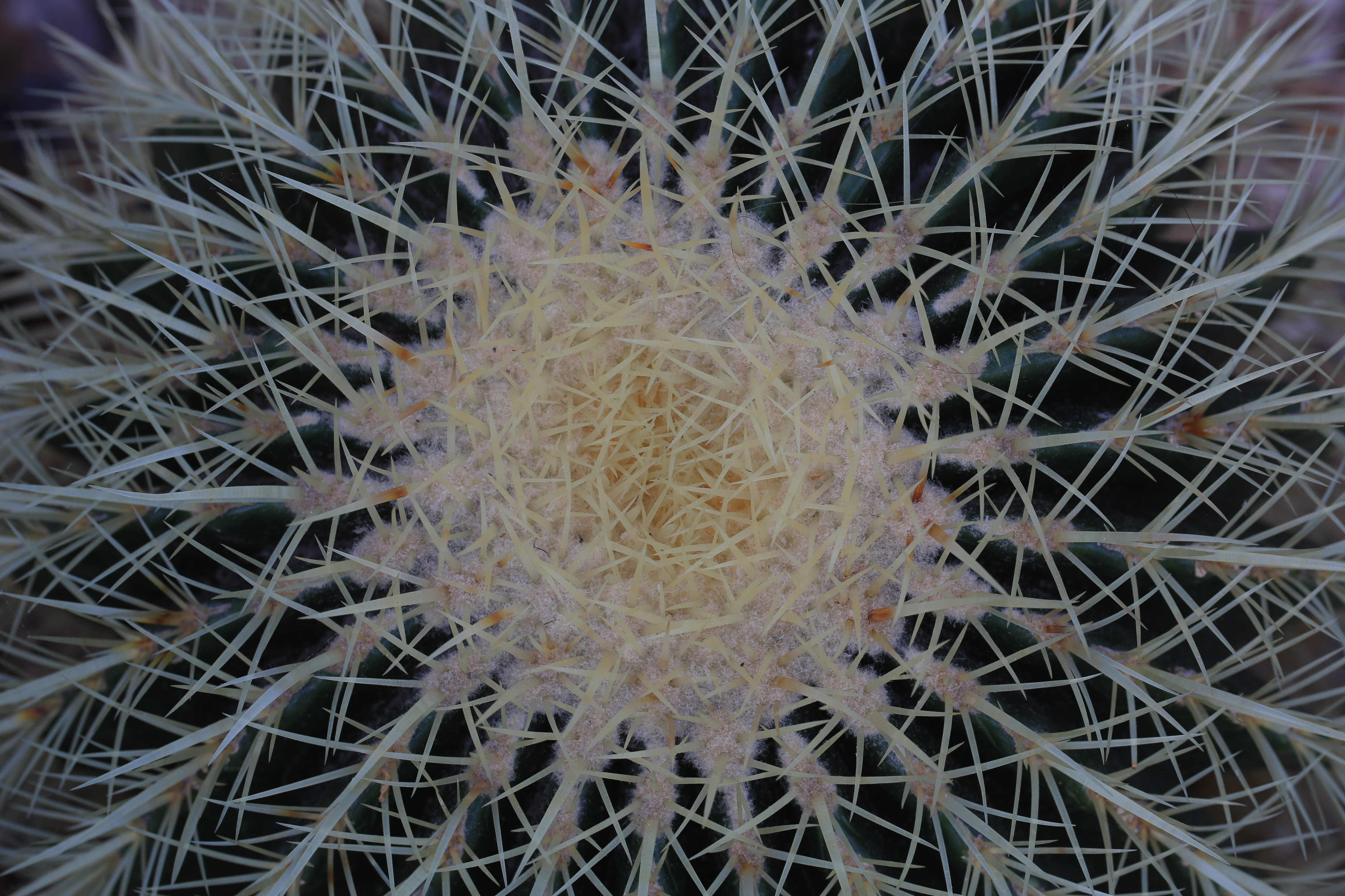 growth, 5K, indoors, succulent plant, barrel cactus, pattern, beauty in nature, day, sheffield, sharp, no people, tangled, united kingdom, nature, spiked, HD Wallpaper