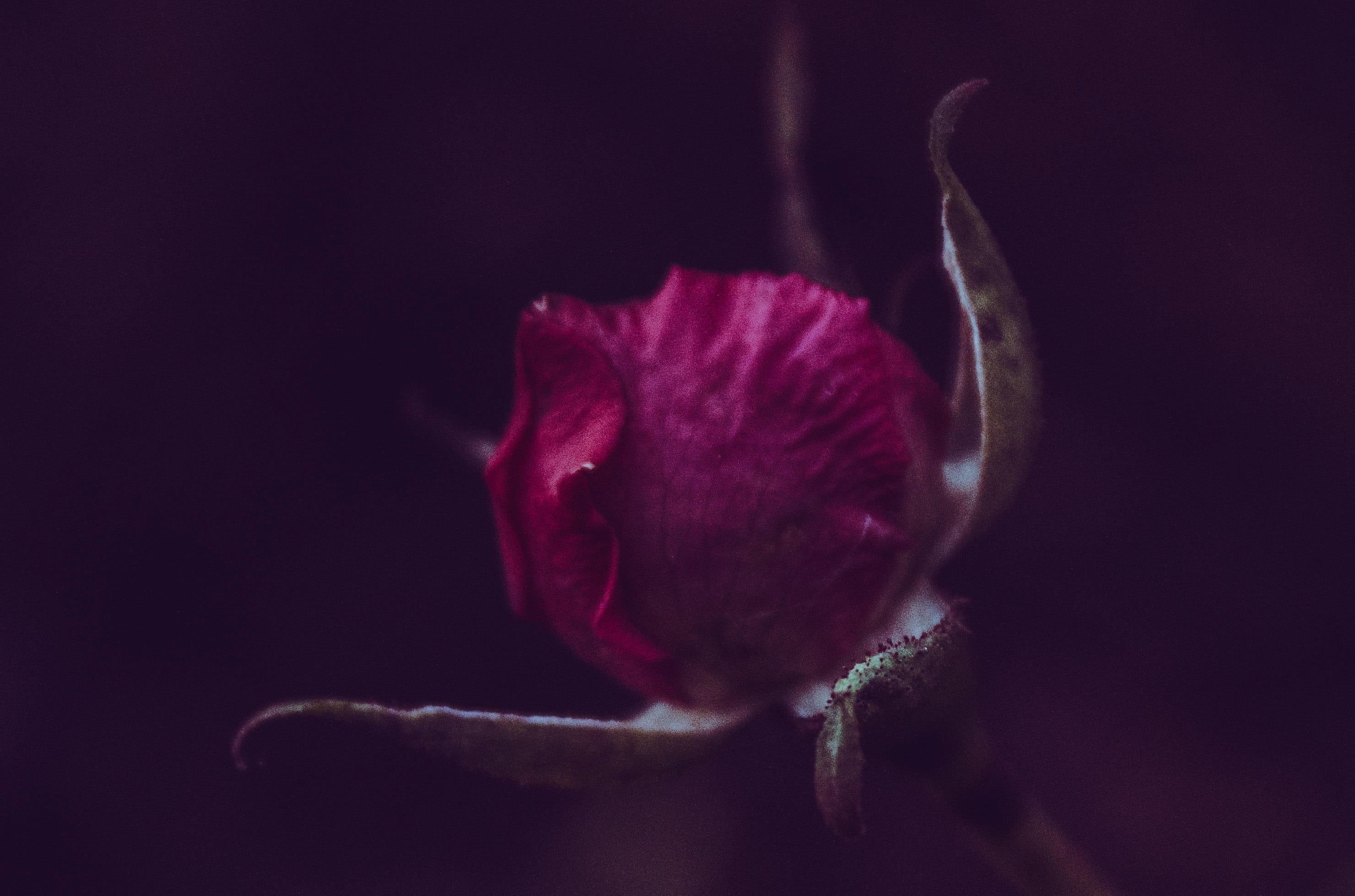 nature, no people, vulnerability, beauty in nature, indoors, selective focus, black background, flower head, studio shot, flower, sepal, freshness, inflorescence, HD Wallpaper
