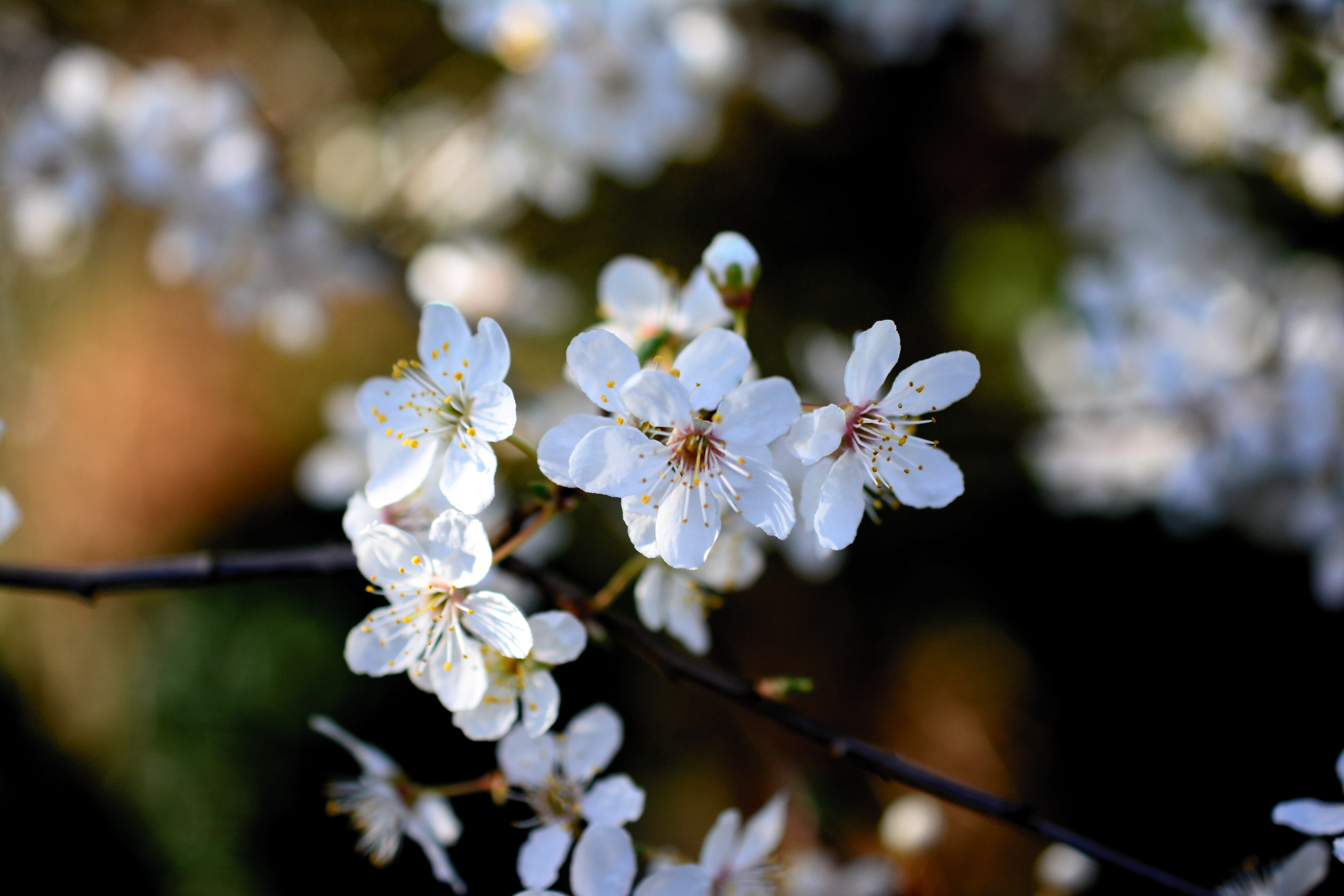 growth, cherry plum, bloom, vulnerability, flower head, cherry tree, petal, beauty in nature, freshness, white color, branch, focus on foreground, white, HD Wallpaper